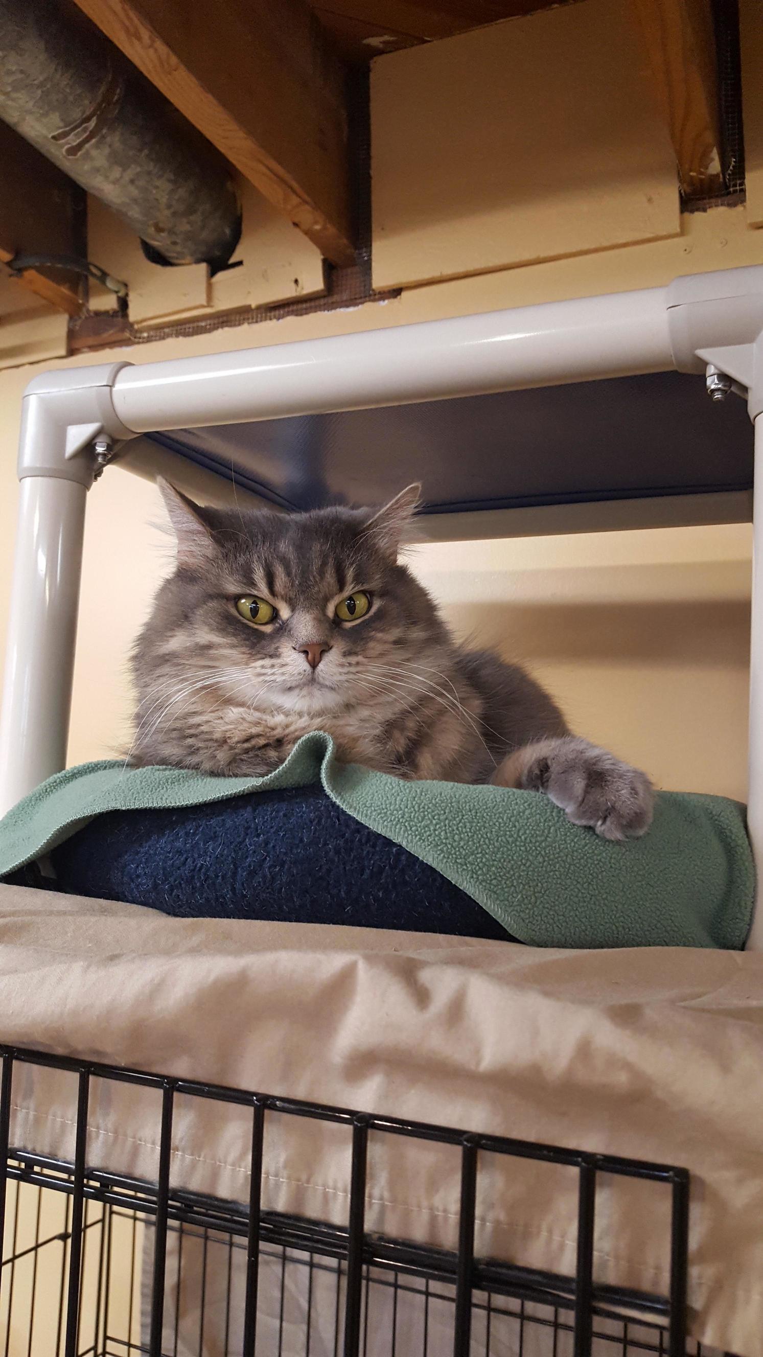 Meet Poof He Looks Like a Villain but Is As Sweet As Can Be