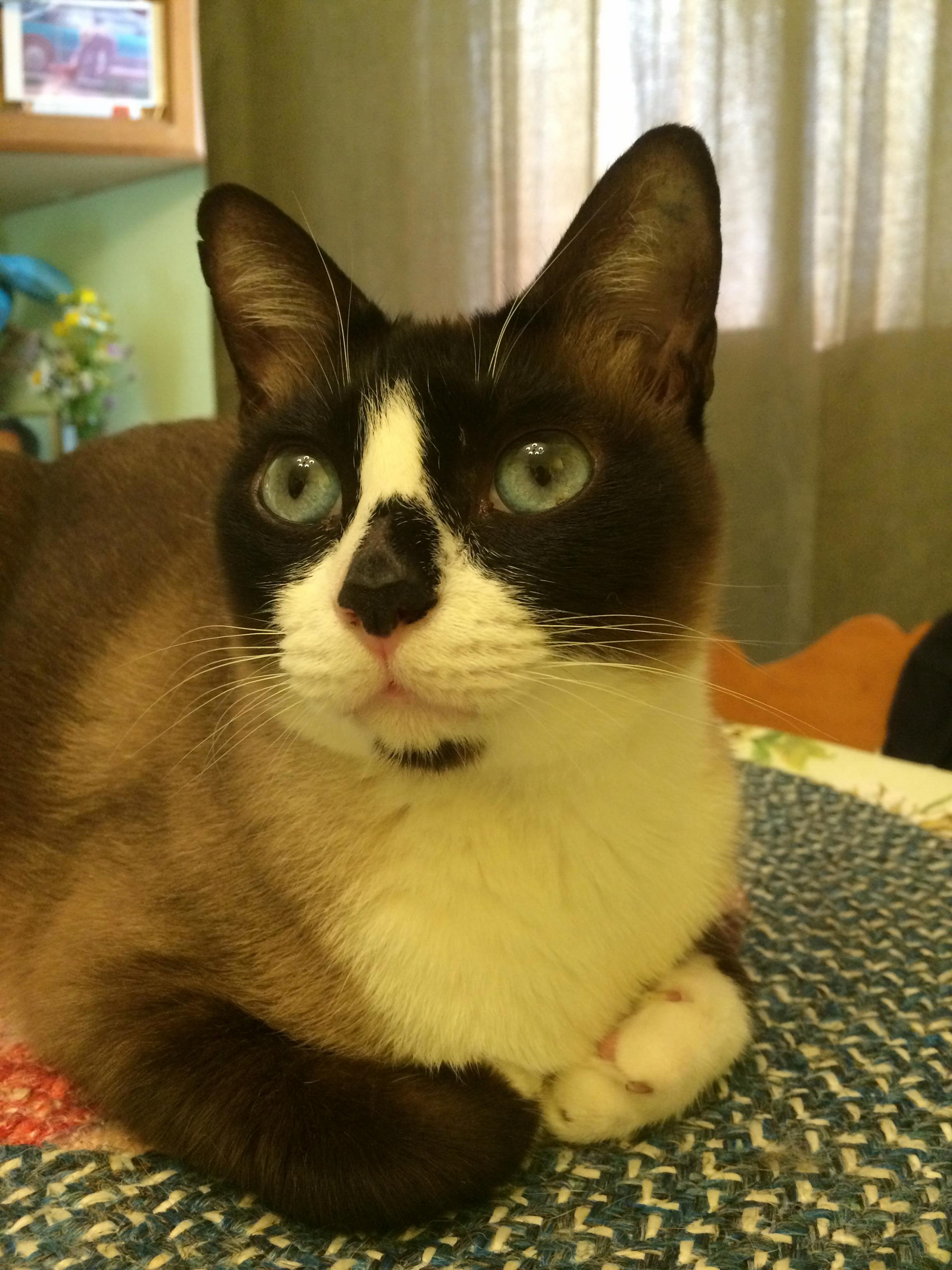 Meet Rosie. I Brought Her Home from Thailand and Shes My Best Friend.