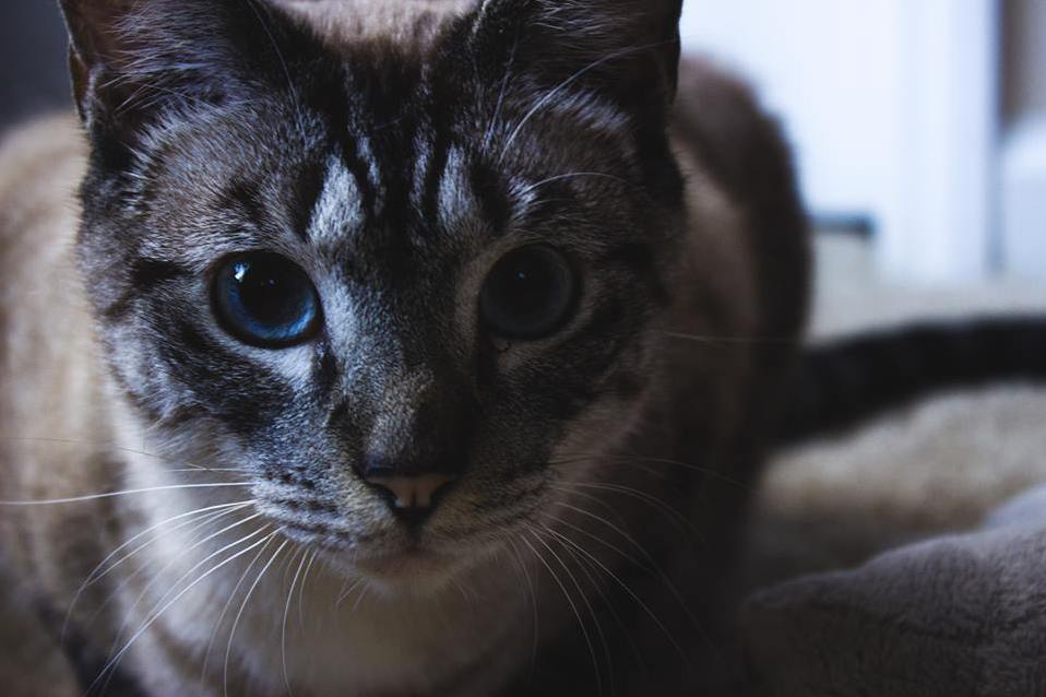Meet Tesla