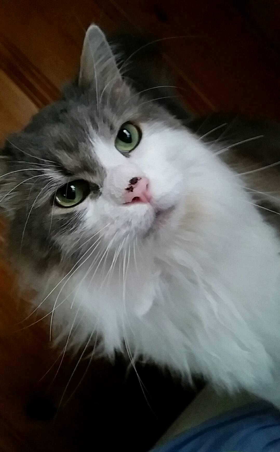 Meet Tiki