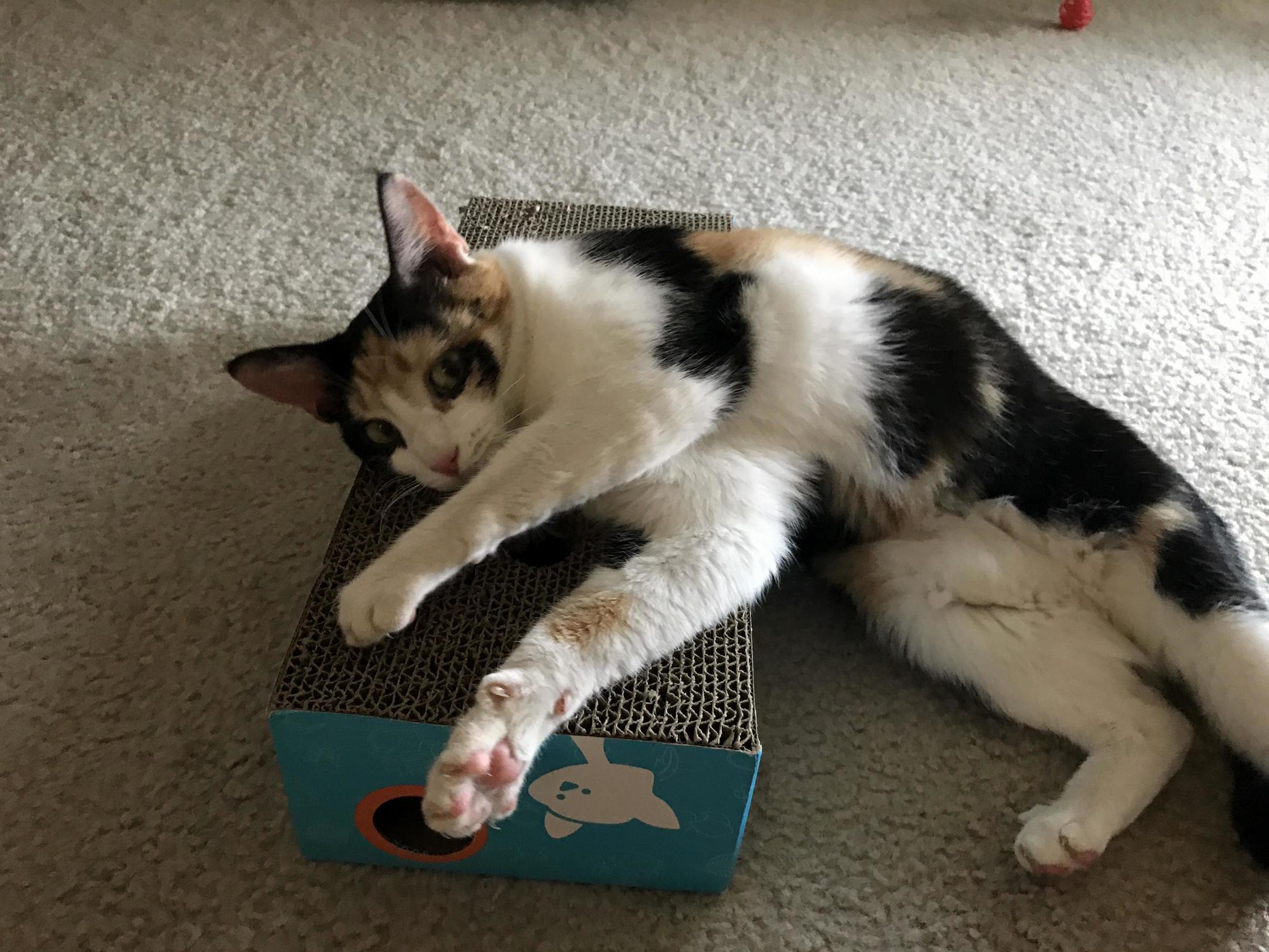 Meet Zsa Zsa. We Adopted Her from the Shelter Yesterday. She Really Likes Catnip