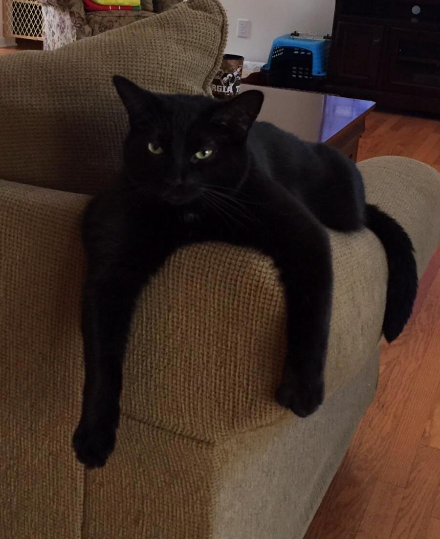 Melting Cat