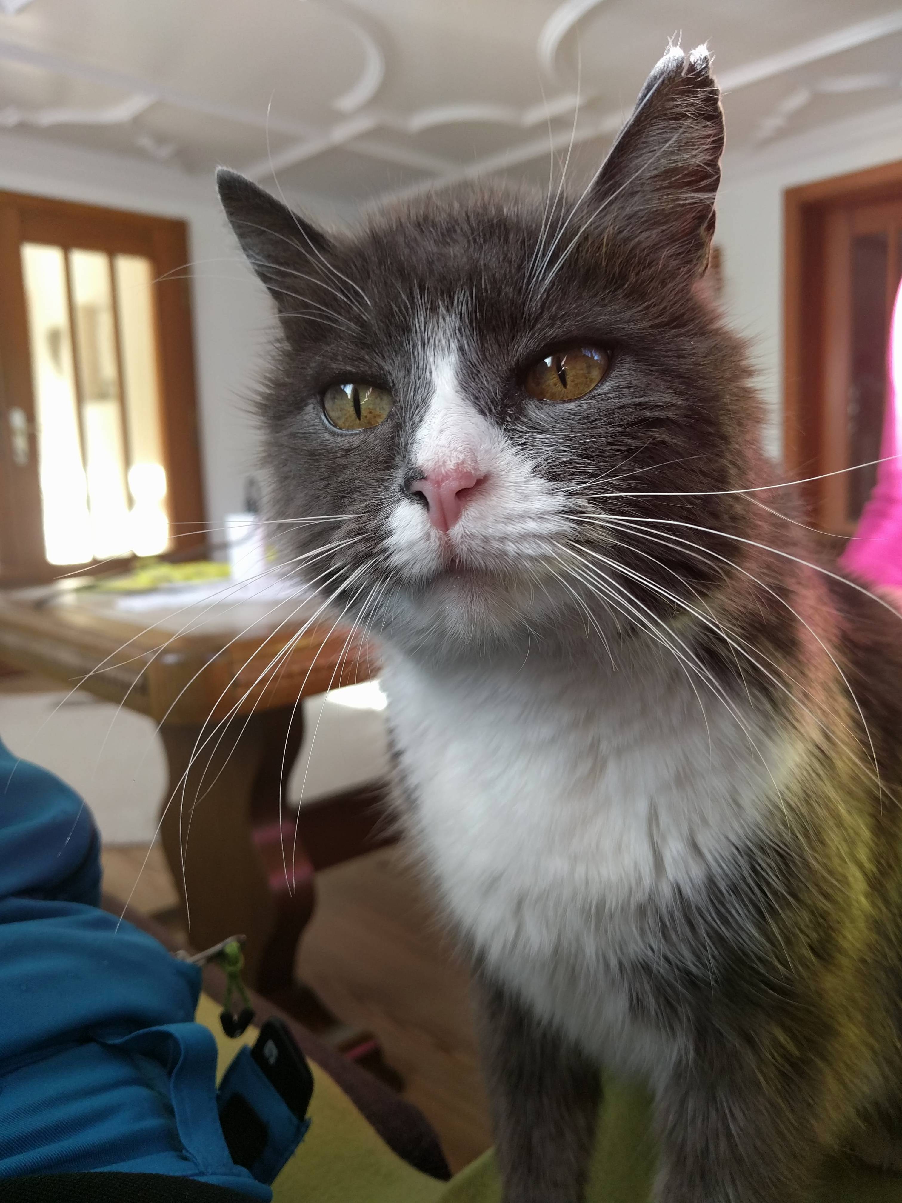 Met This 20 Old Guy on Holiday One of the Most Active Cats I Ve Met.