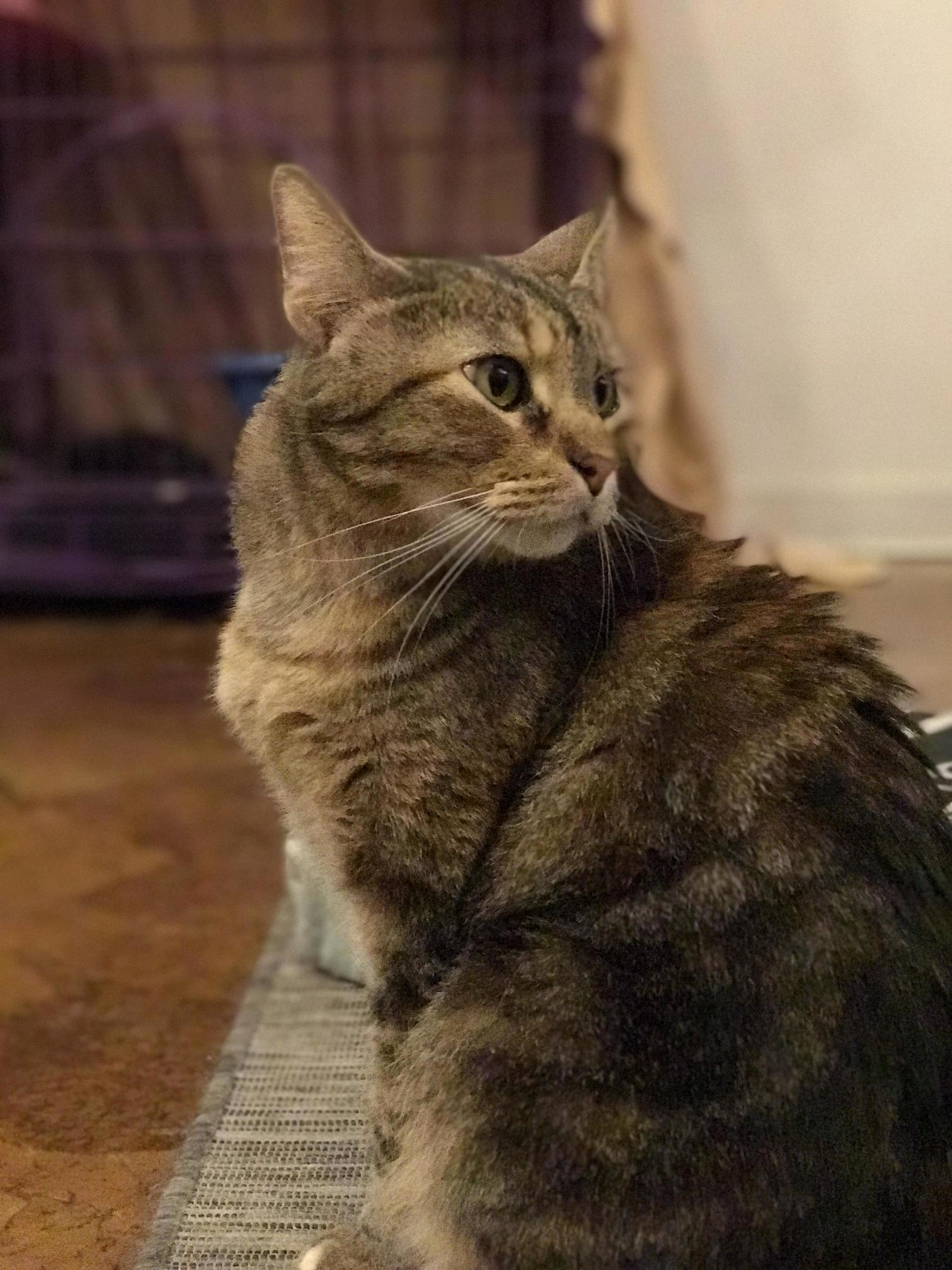 Met This Little Guy at a Cat Cafe Yesterday