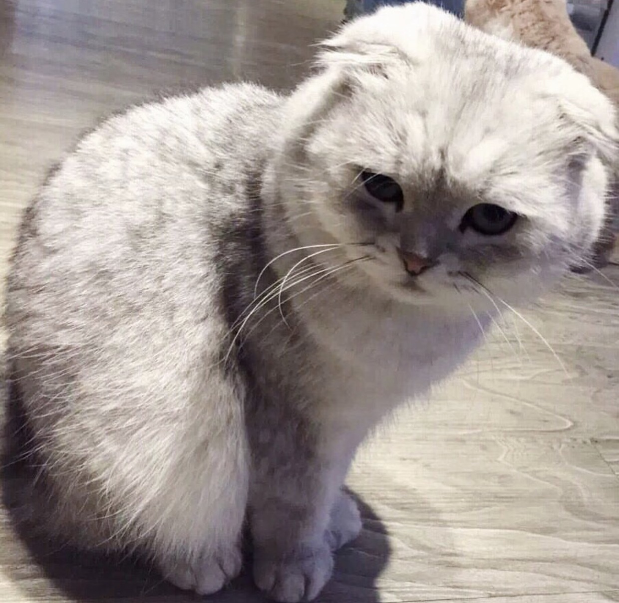 Met This Very Adorable Floof.