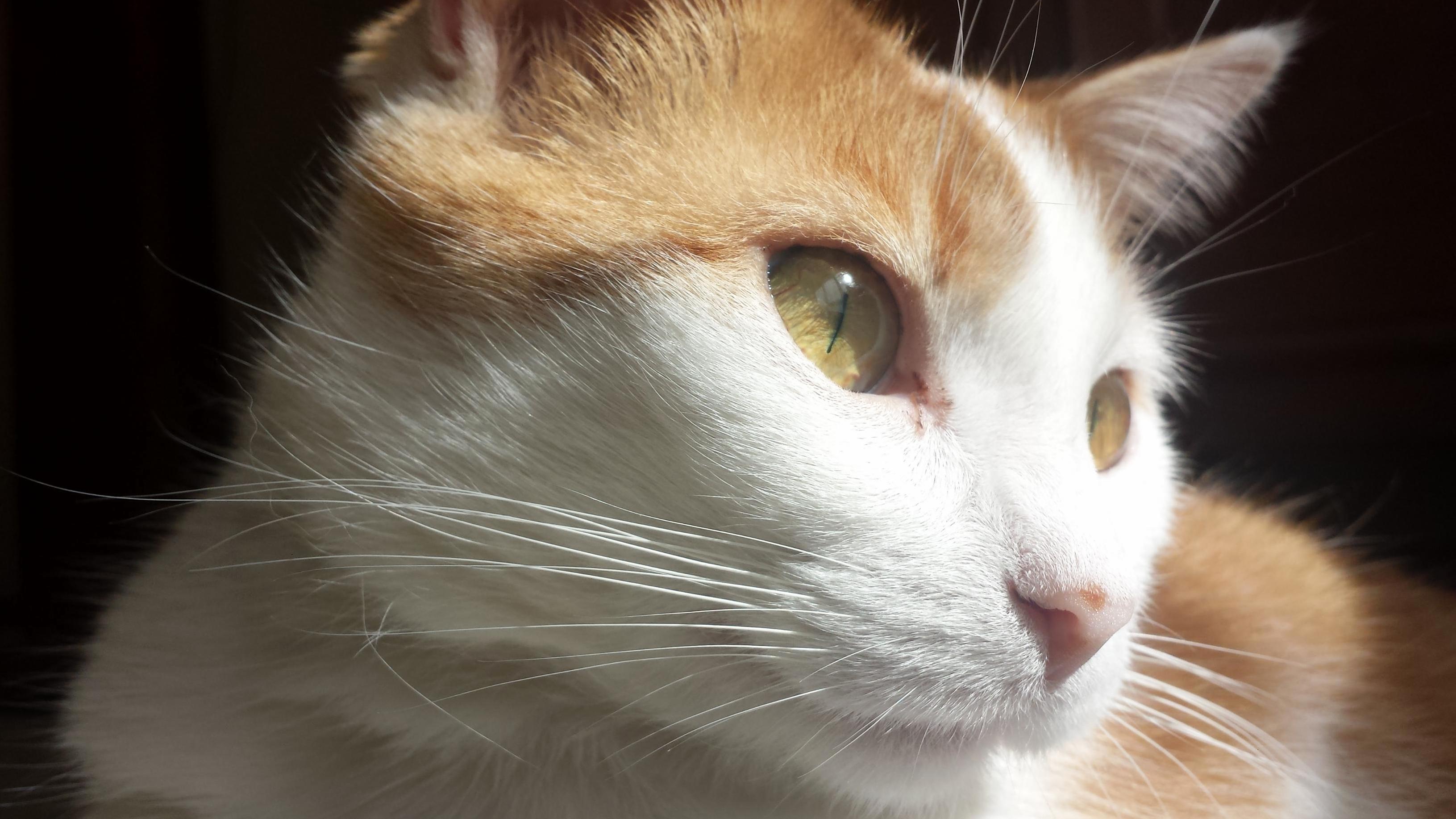 Mia the Model. She Felt Photogenic Yesterday.