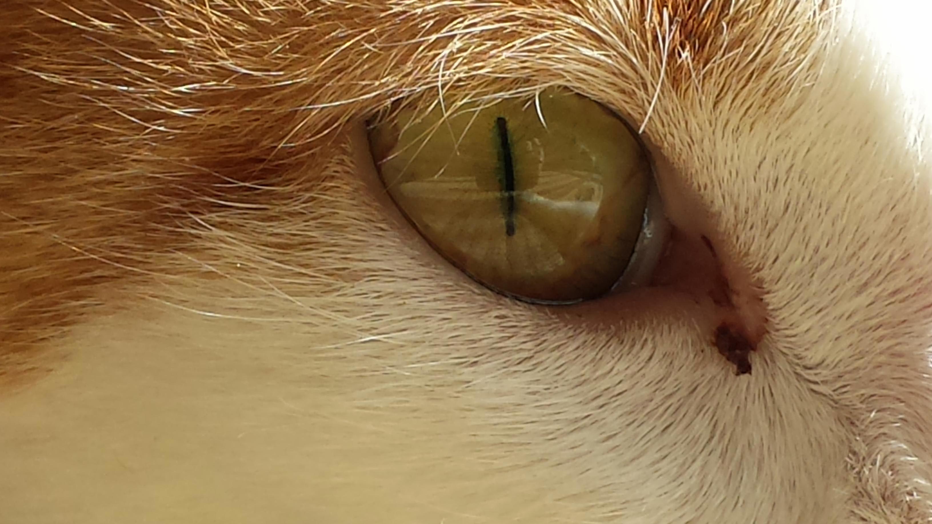 Mias Eye