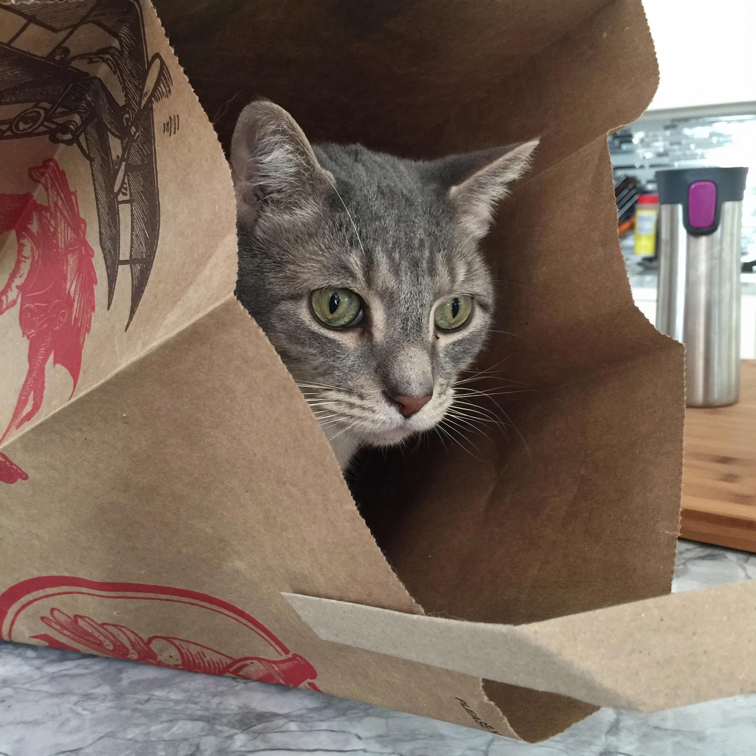 Milo in a Bag.
