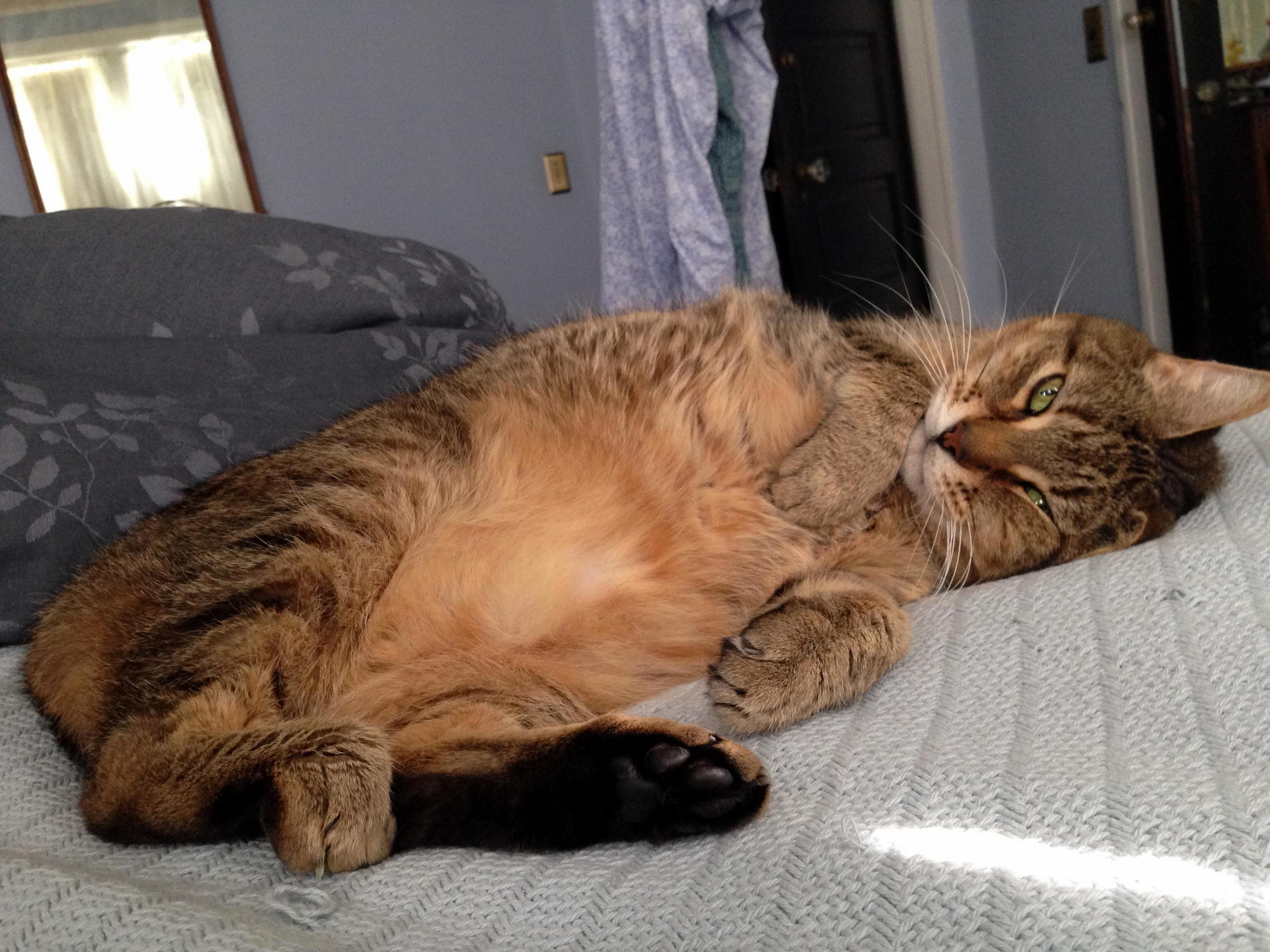 Missing This Big Lug a Lot Today. Heres Alex in All His Glory.