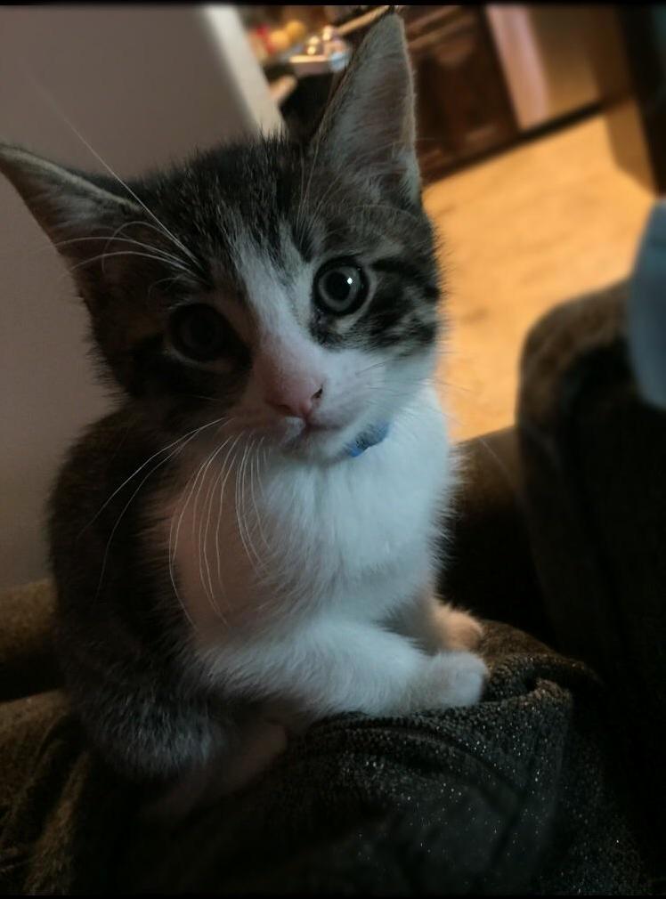 Missing This Little Bobblehead Today. Rip Milo.