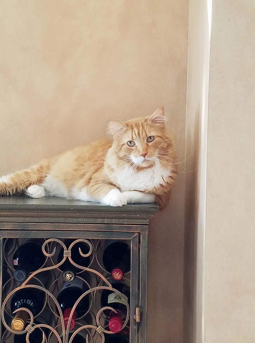 Model Status