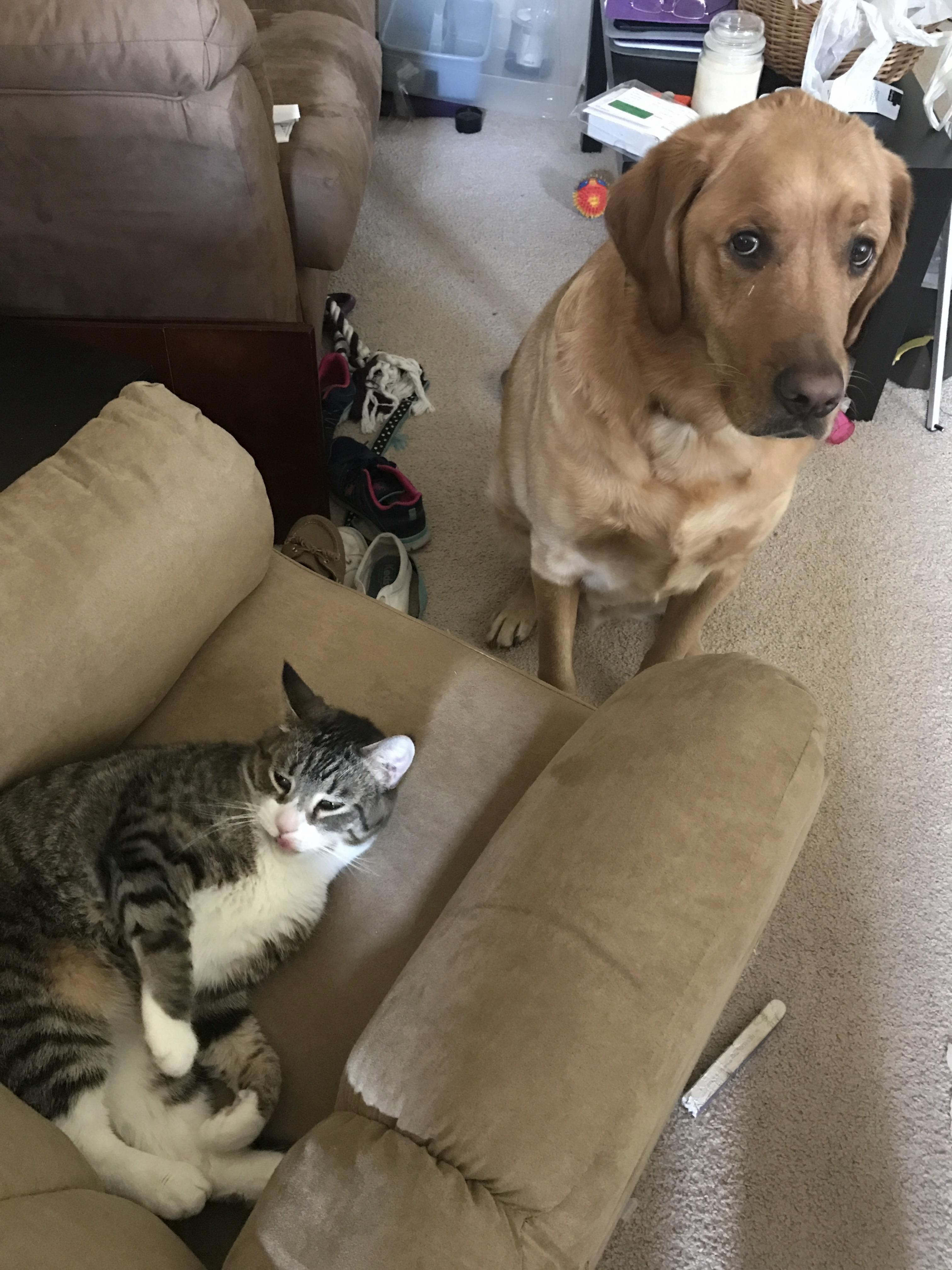 Mommy May I Please Play with Kitty