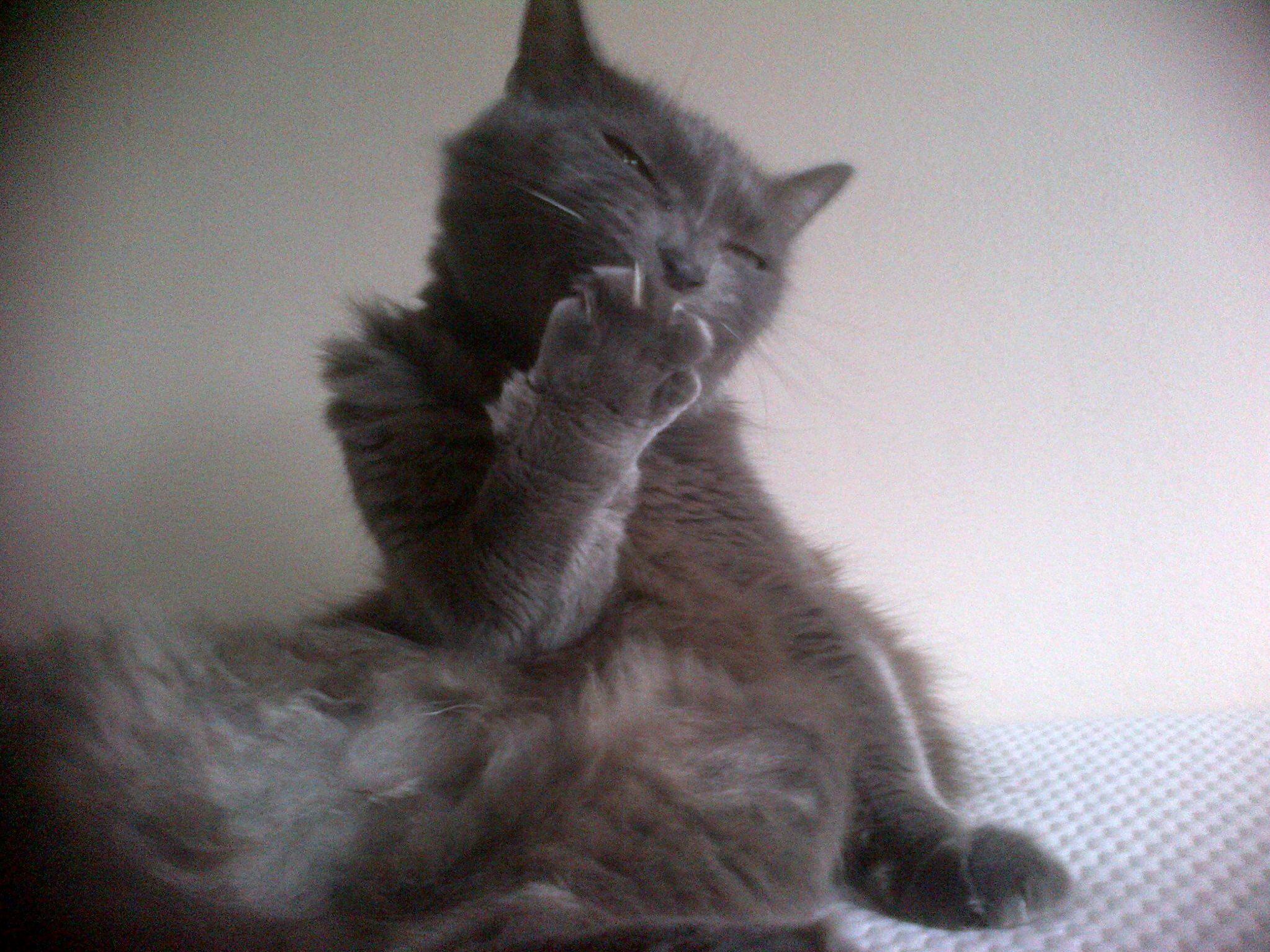 Moms Cat Who Passed Last Year at Age 15. She Was the Boss.