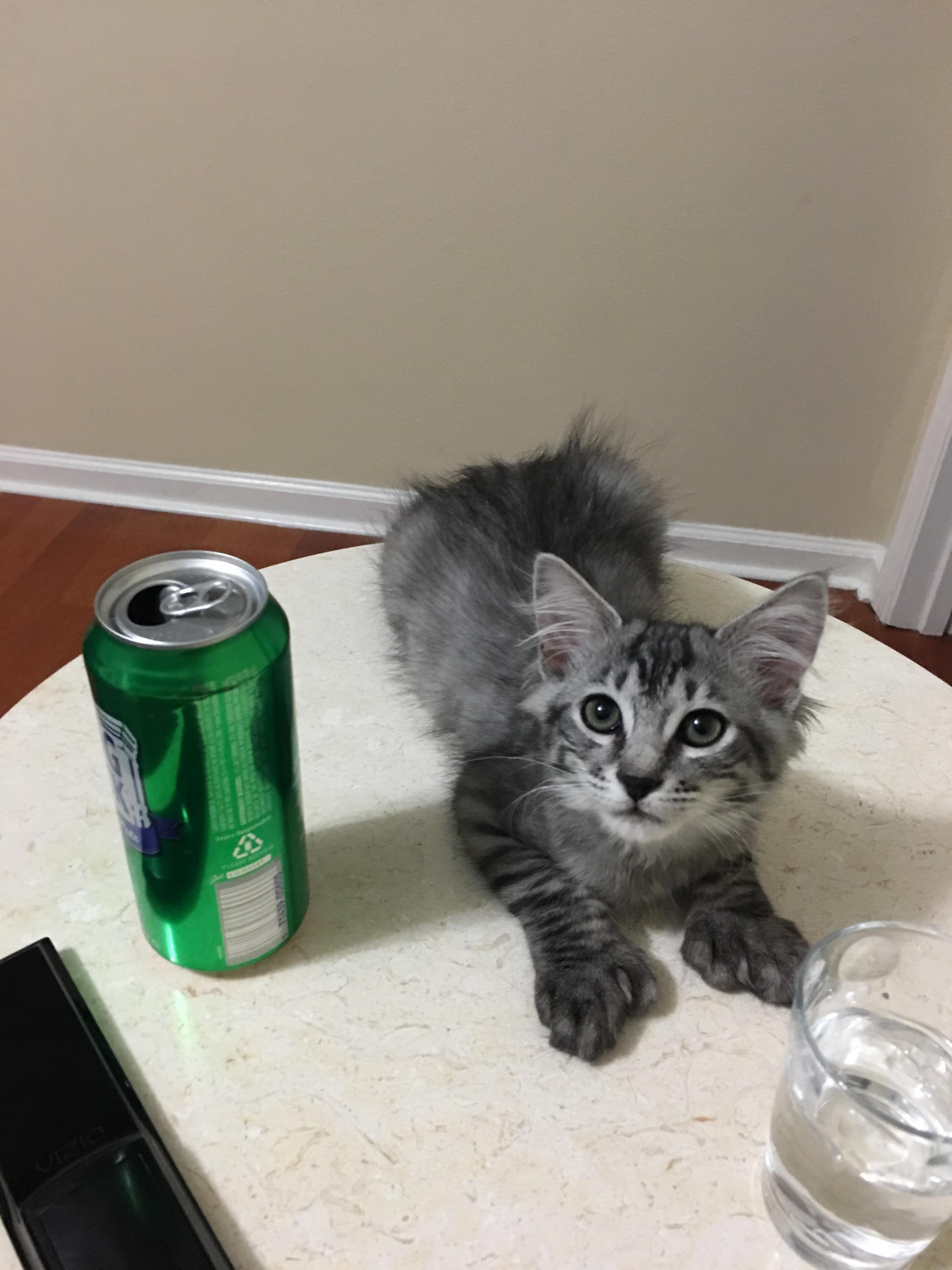 Monster Paws
