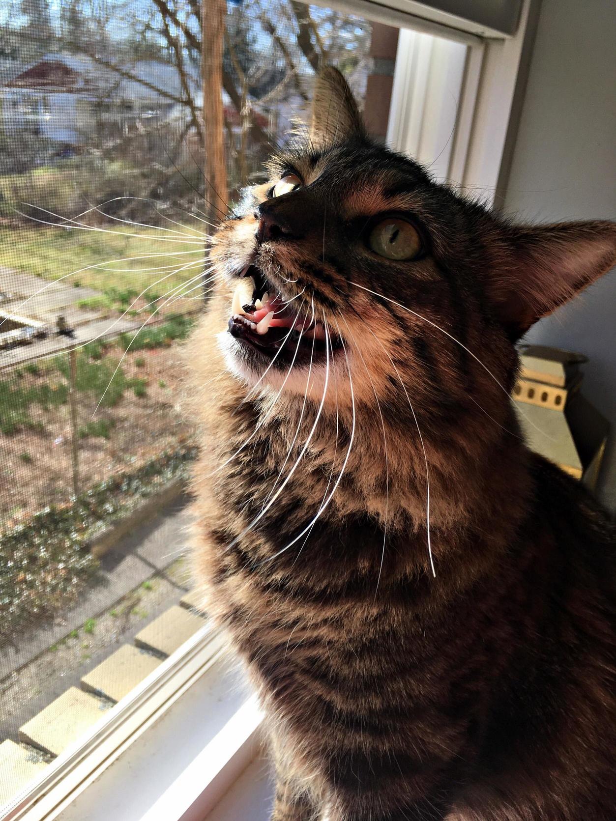 Moooooooom Theres Other Cats Outside