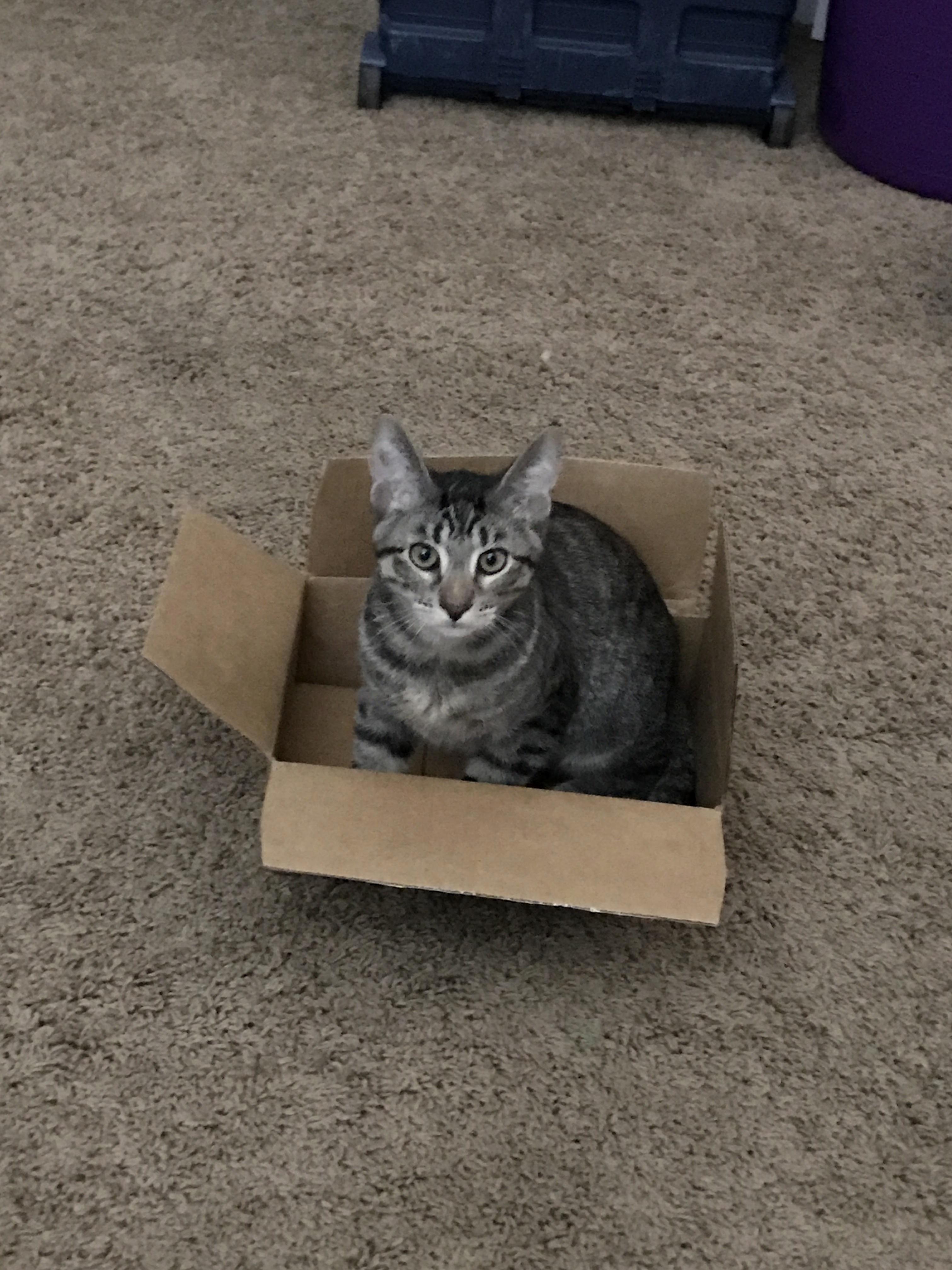 Morty Fits So He Sits