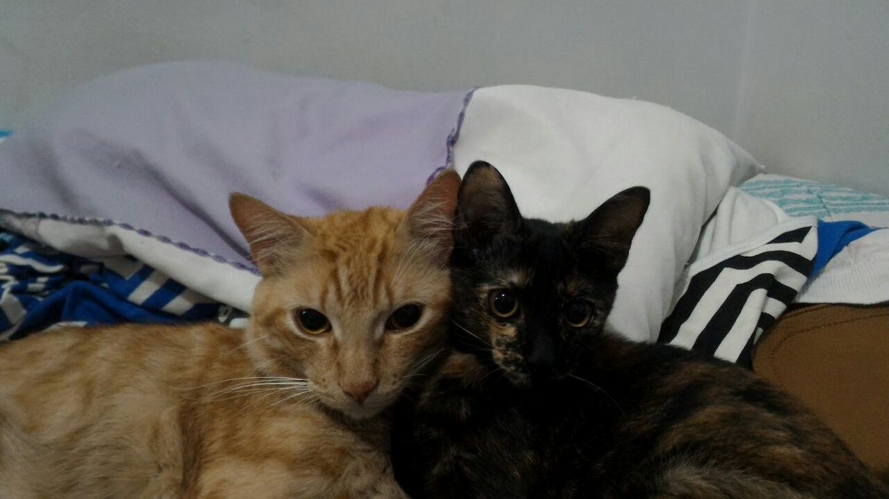 Mr Pancake and Little Potato