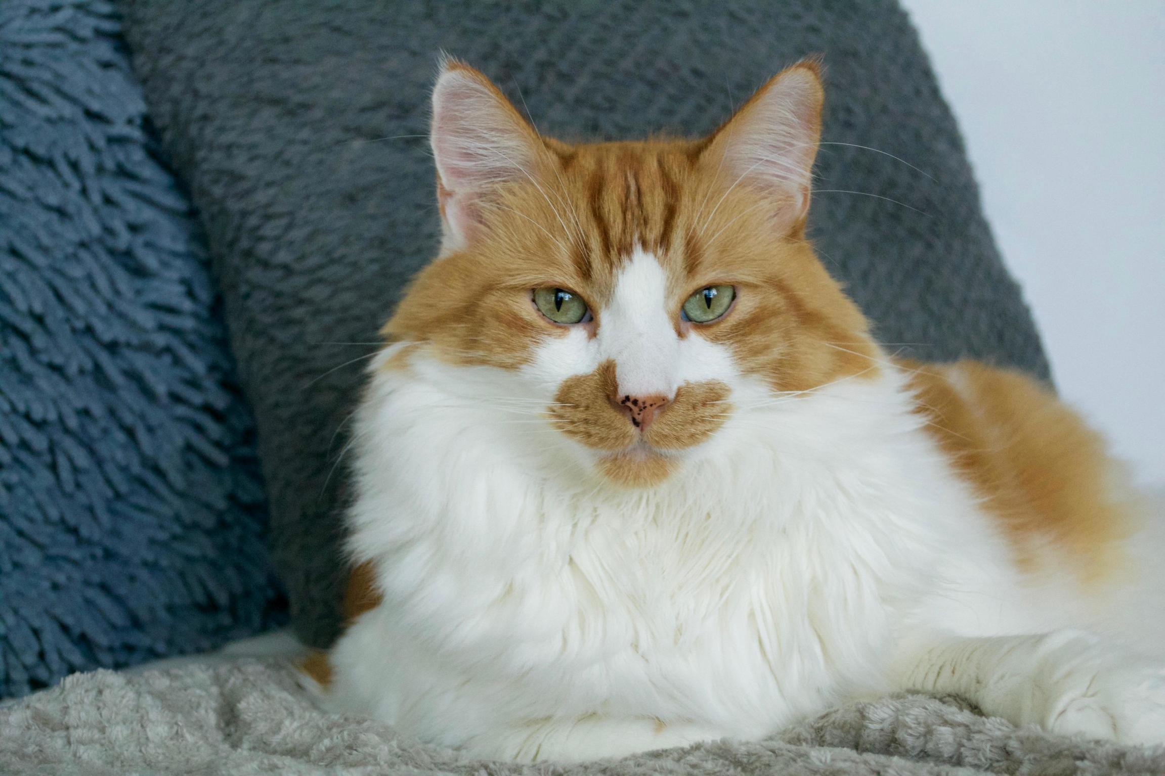 Mr. Fluff Posing for the Camera