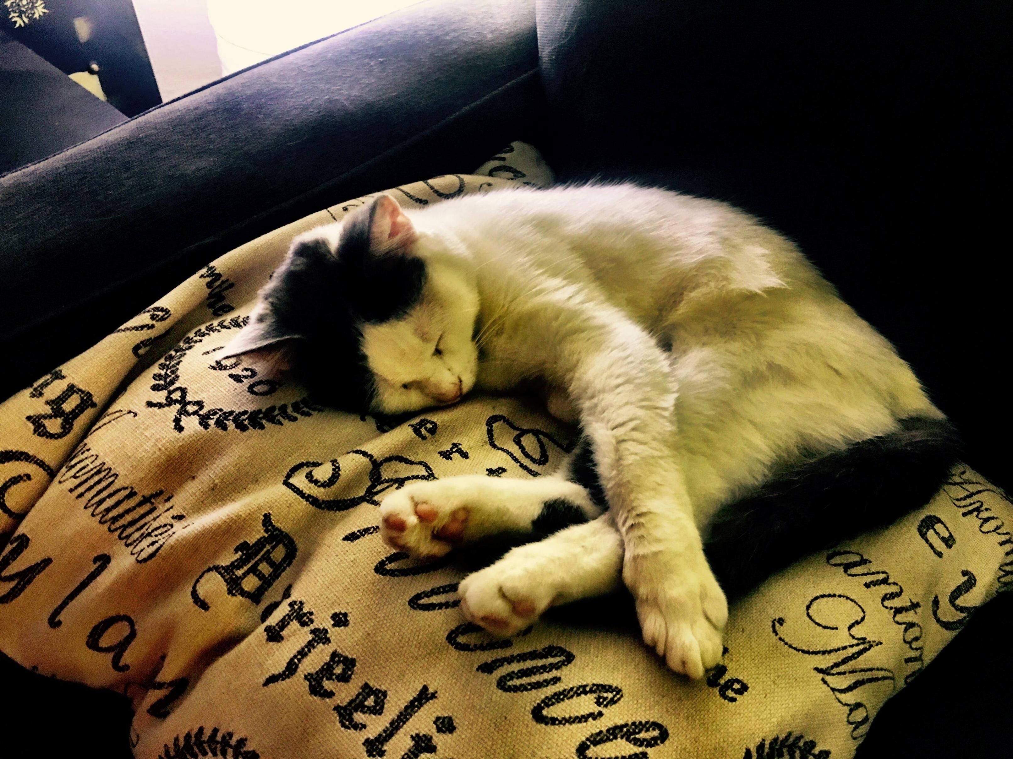 Mumbo the Kitty