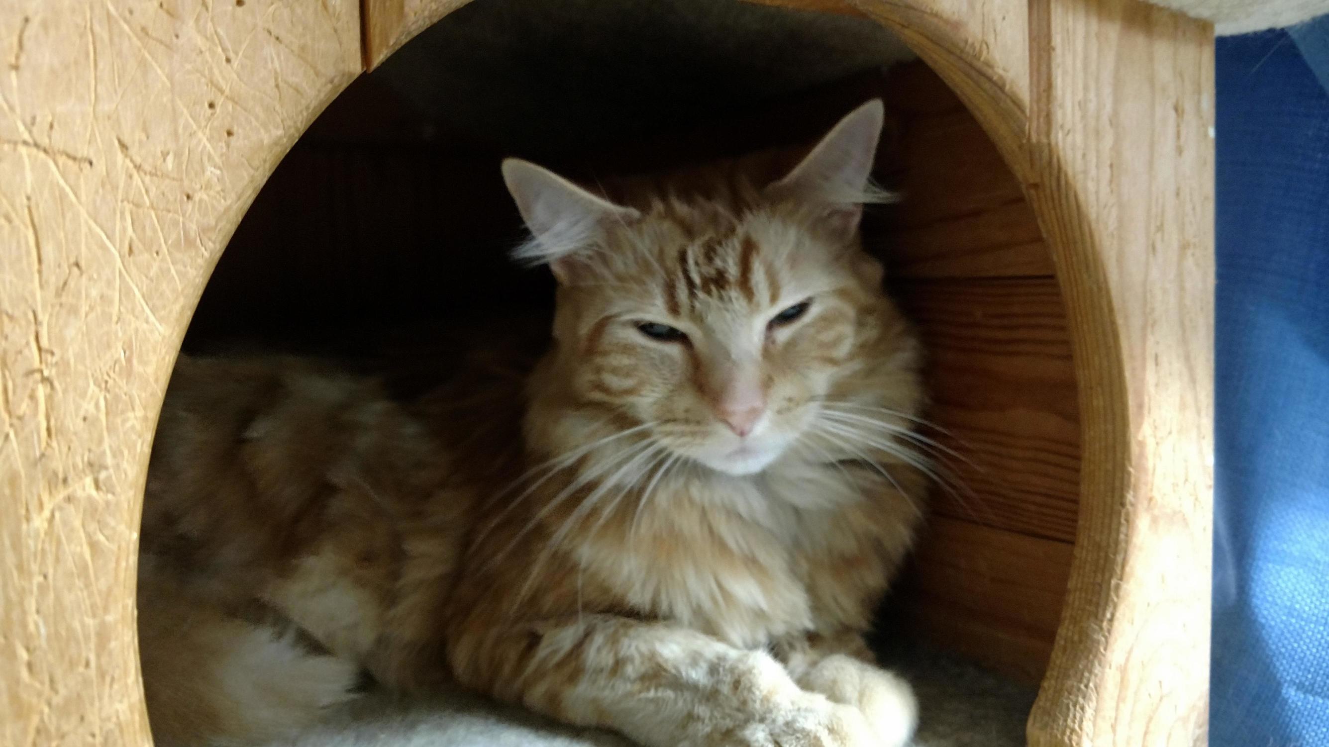 My 12 Year Old Volunteers at 2 Car Rescue Shelters Despite Having Cat Allergies She Getting the Shots . When I Go Along I Like to Photograph the Kitties. This Is One of My Favorite Shots.