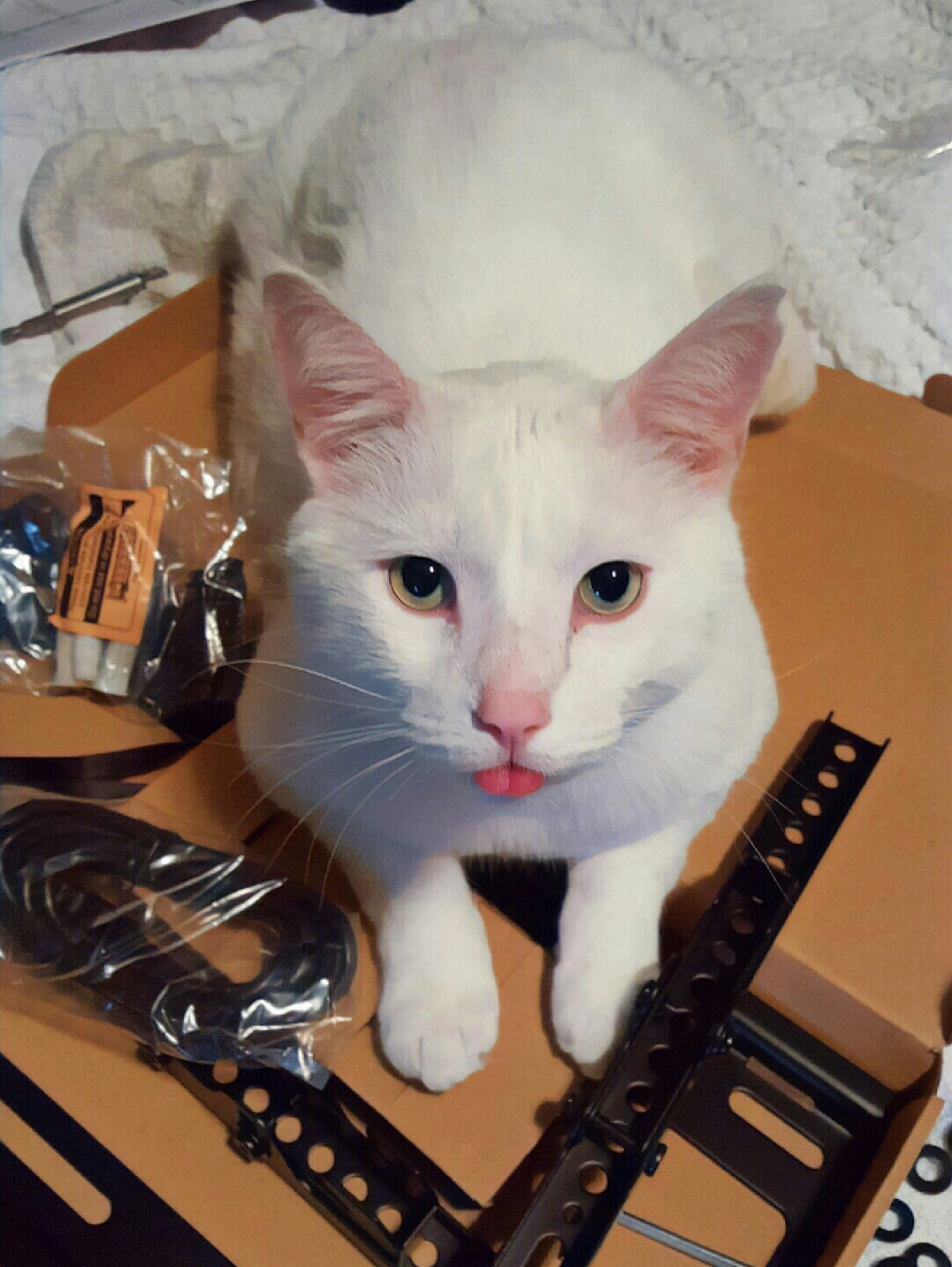 My Assistant with Bonus Blep