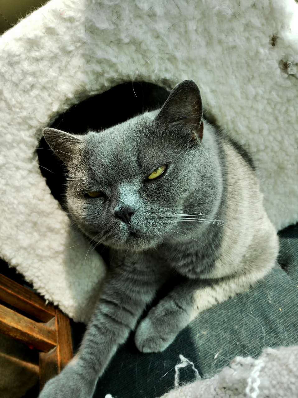 My Attempts at Taking a Cute Picture of My Foster Cat Nikos for the Animal Charity Are Not Going So Well...