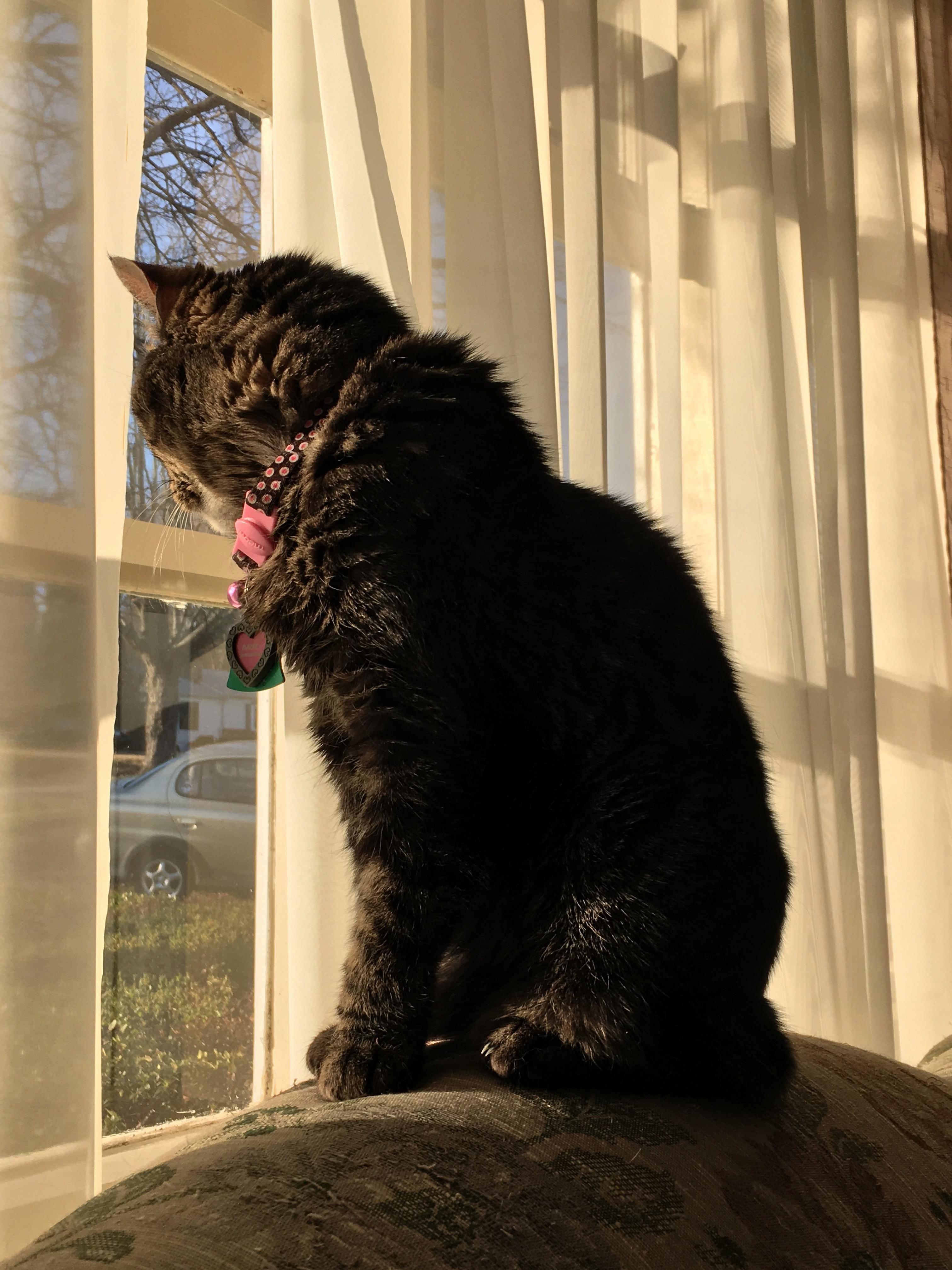 My Beautiful 17 Year Old Daisey Enjoying the Sun
