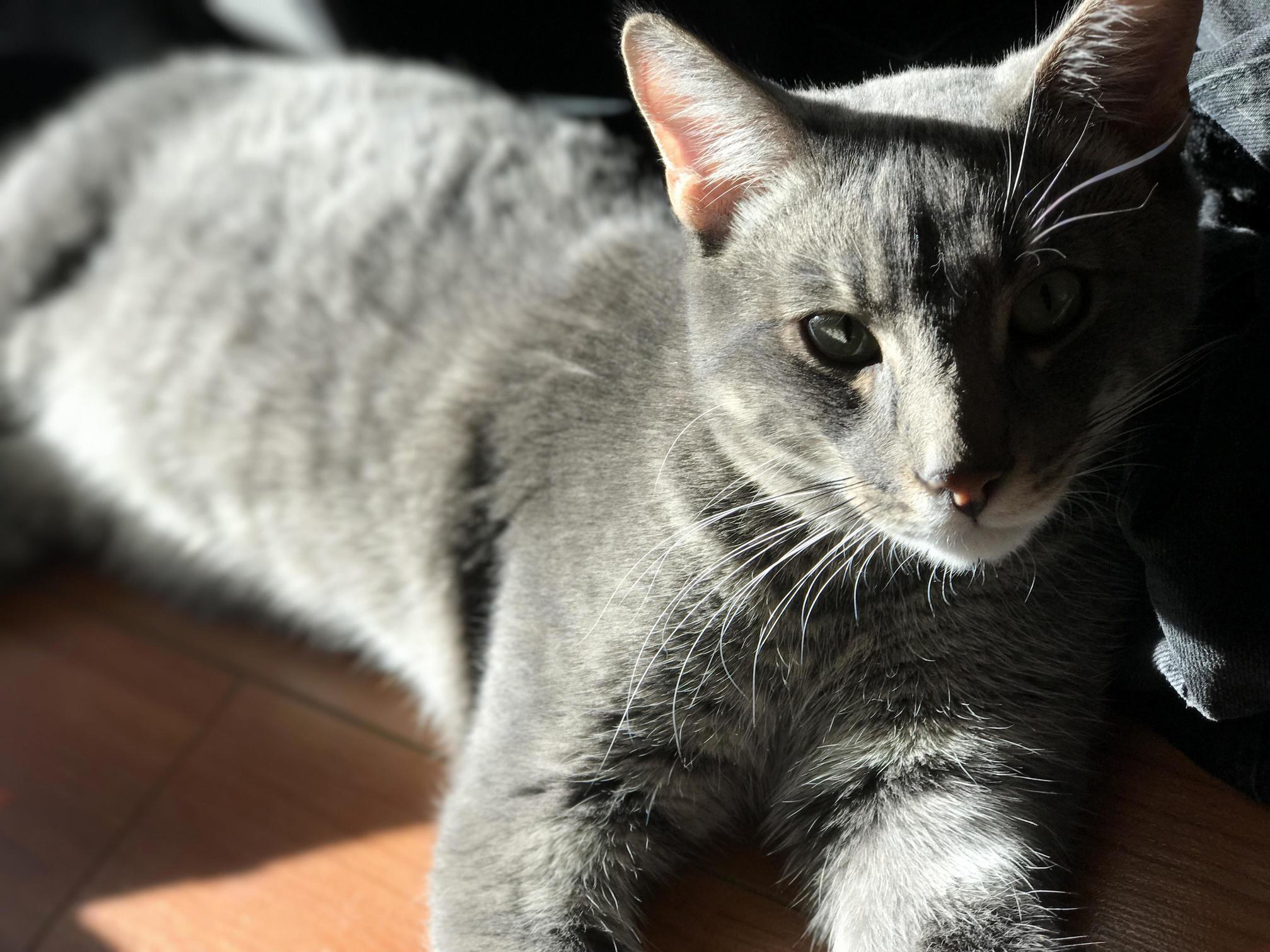 My Beautiful Cat Lucipurrr Xpost Rpics