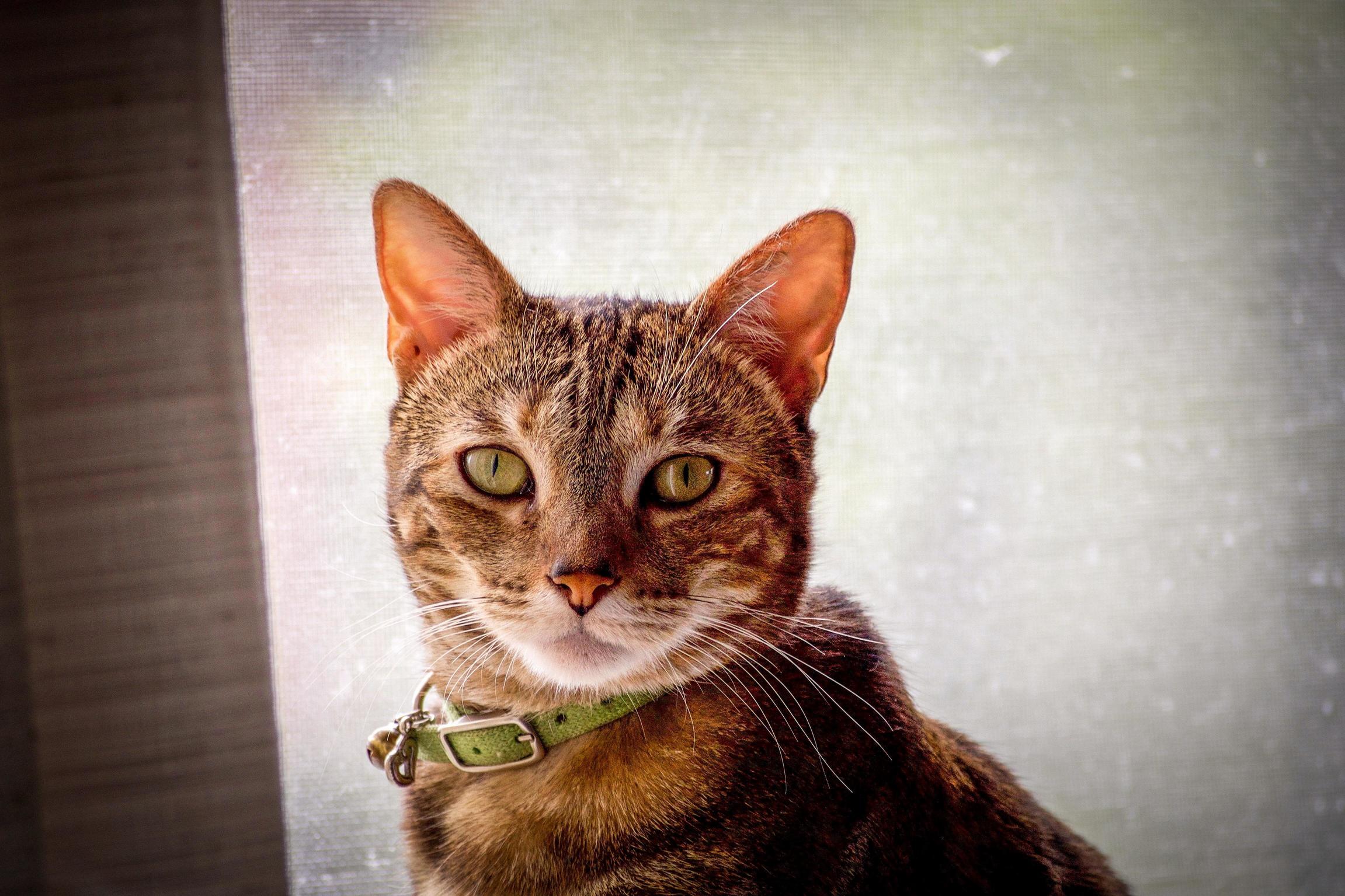 My Beautiful Four Year Old Angel. Lost Her Yesterday from a Sudden Heart Attack. Goodbye Nala.