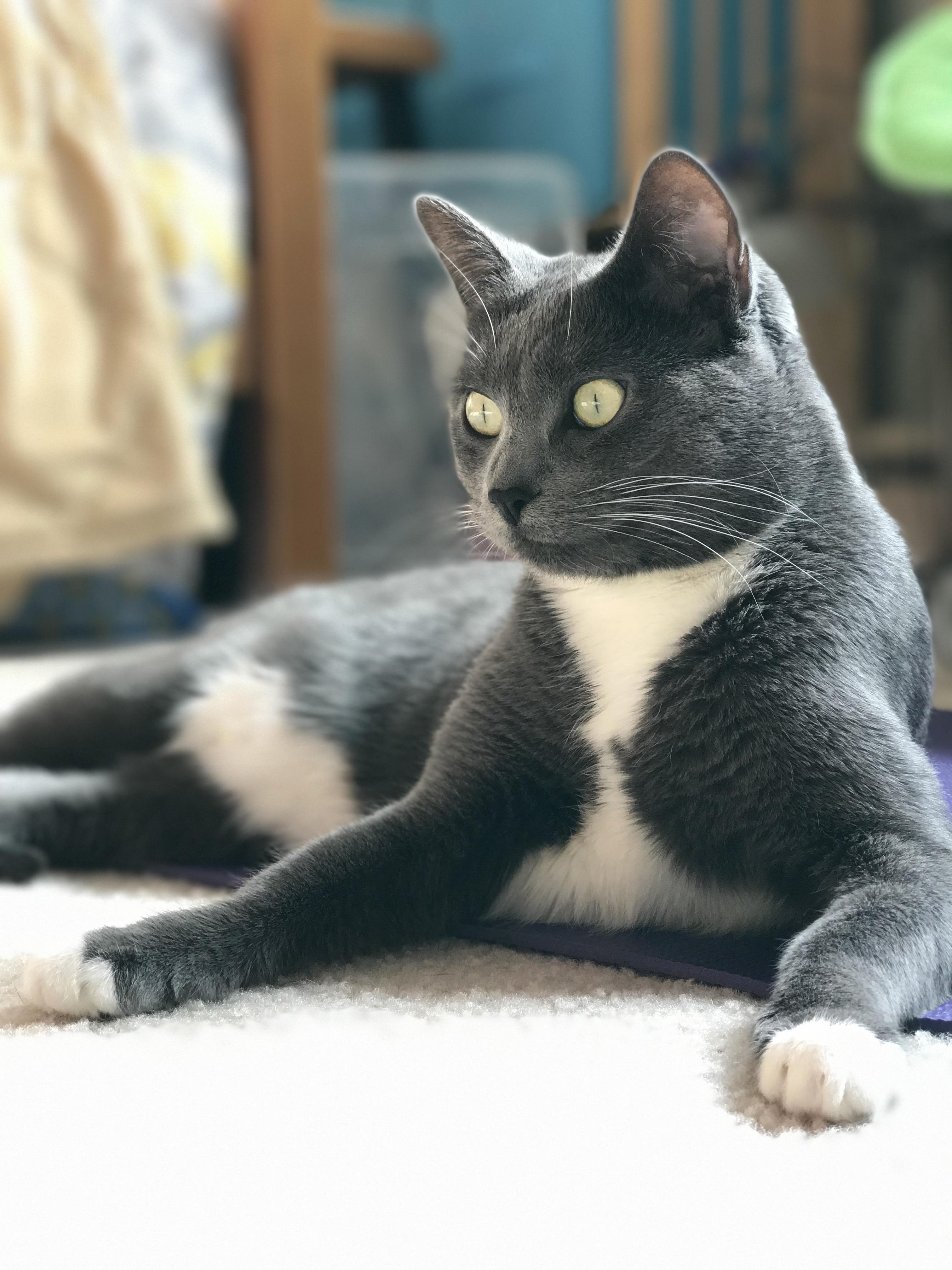 My Beautiful Inga She Loves Her Sunny Spots in the House
