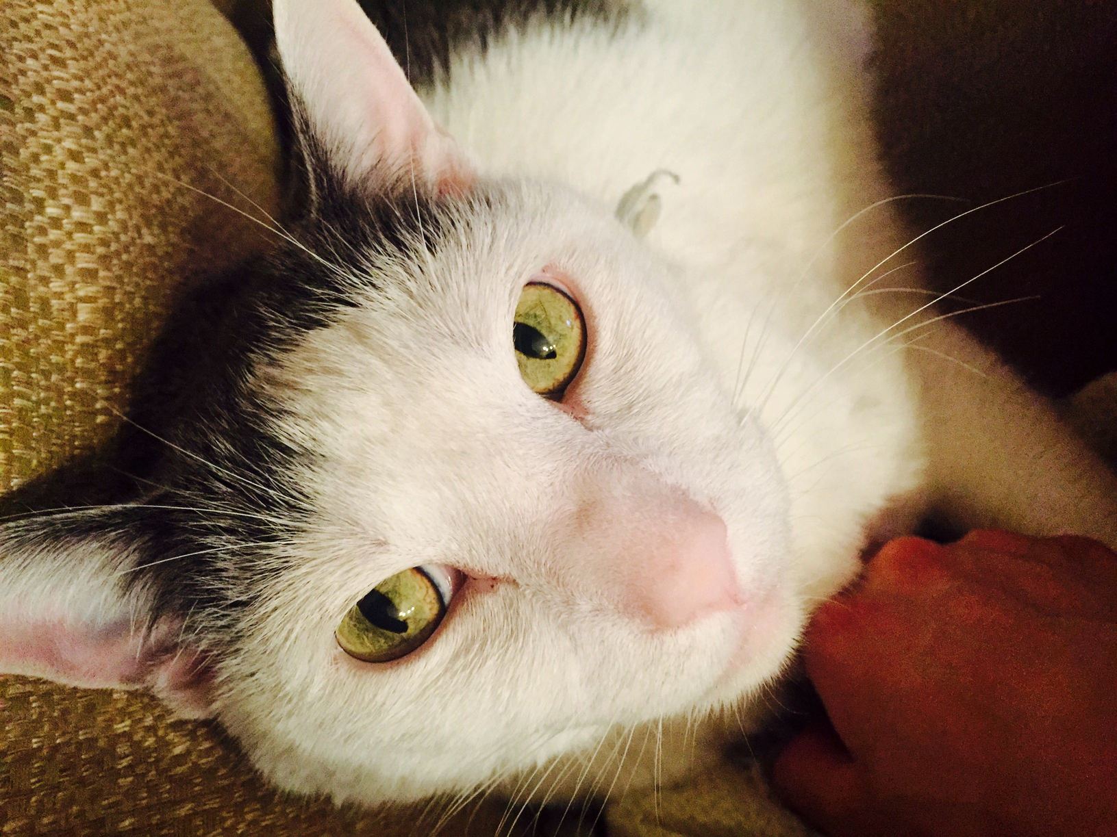 My Best Bud for Eight and a Half Years. How He Looks at Me When I Come Home After a Weekend Away