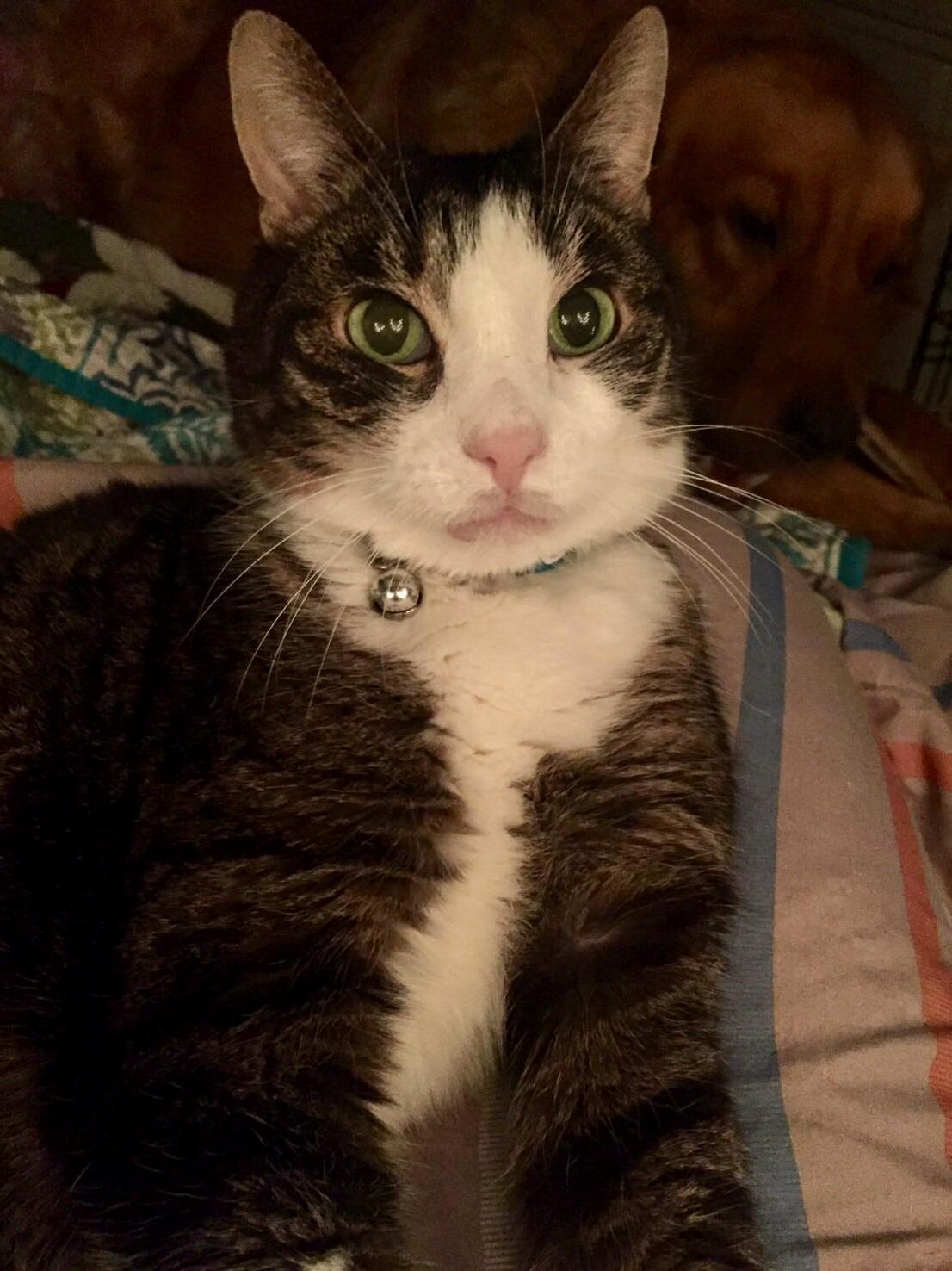 My Best Bud of Around 12 Years Bug Feat. My Doggo Looking Shady in the Background.