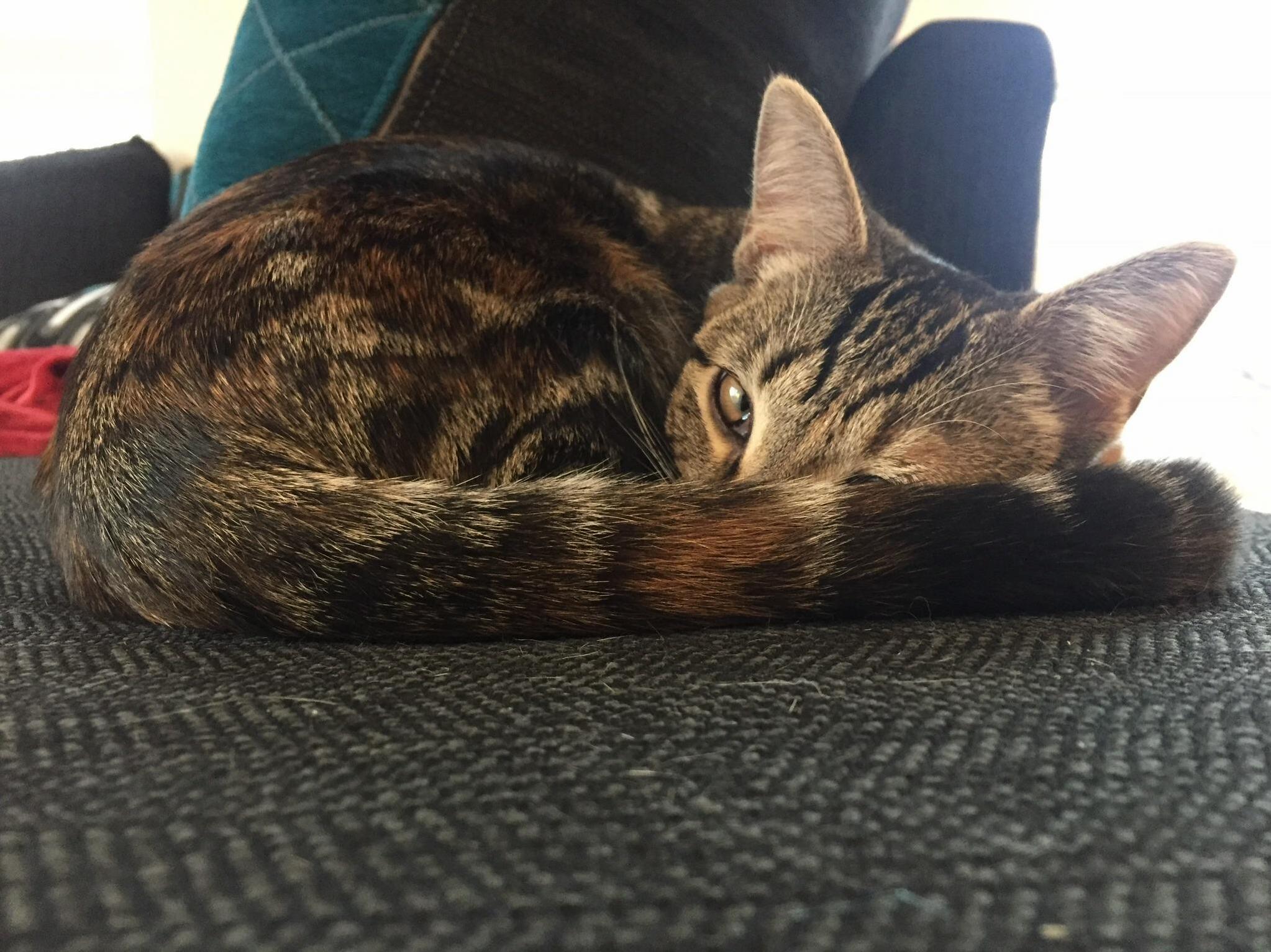 My Cat Delilah. She Loves Posing for Pictures.