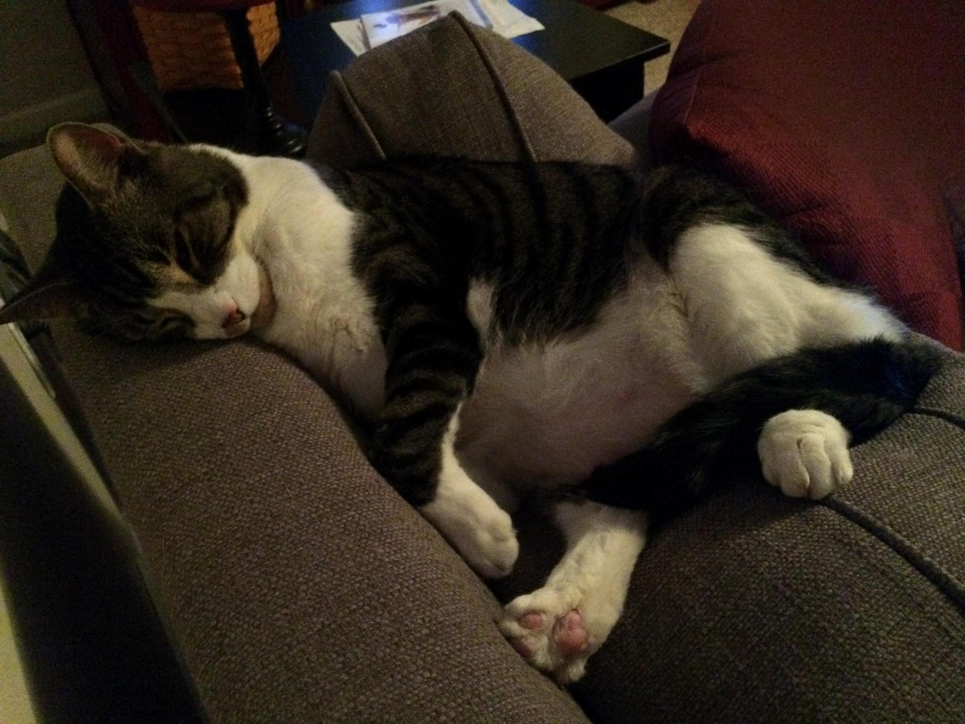 My Cat Having the Nap of His Life