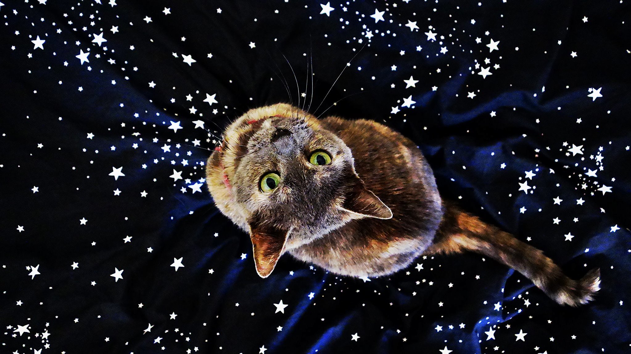 My Cat in Space