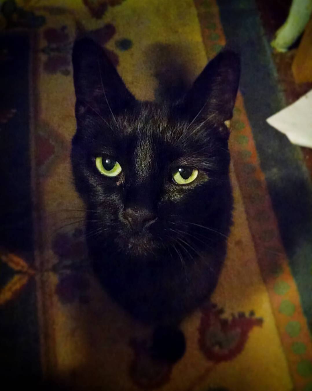 My Cat Is a Black Hole So When I Get a Good Photo of Him I Feel Like I Have to Share.