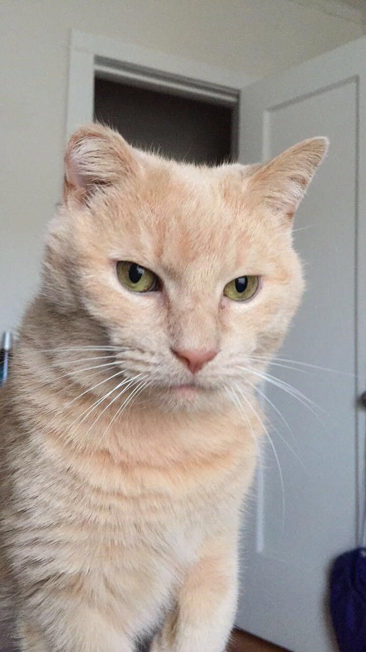 My Cat Is Judging Me for Trying to Sleep In.