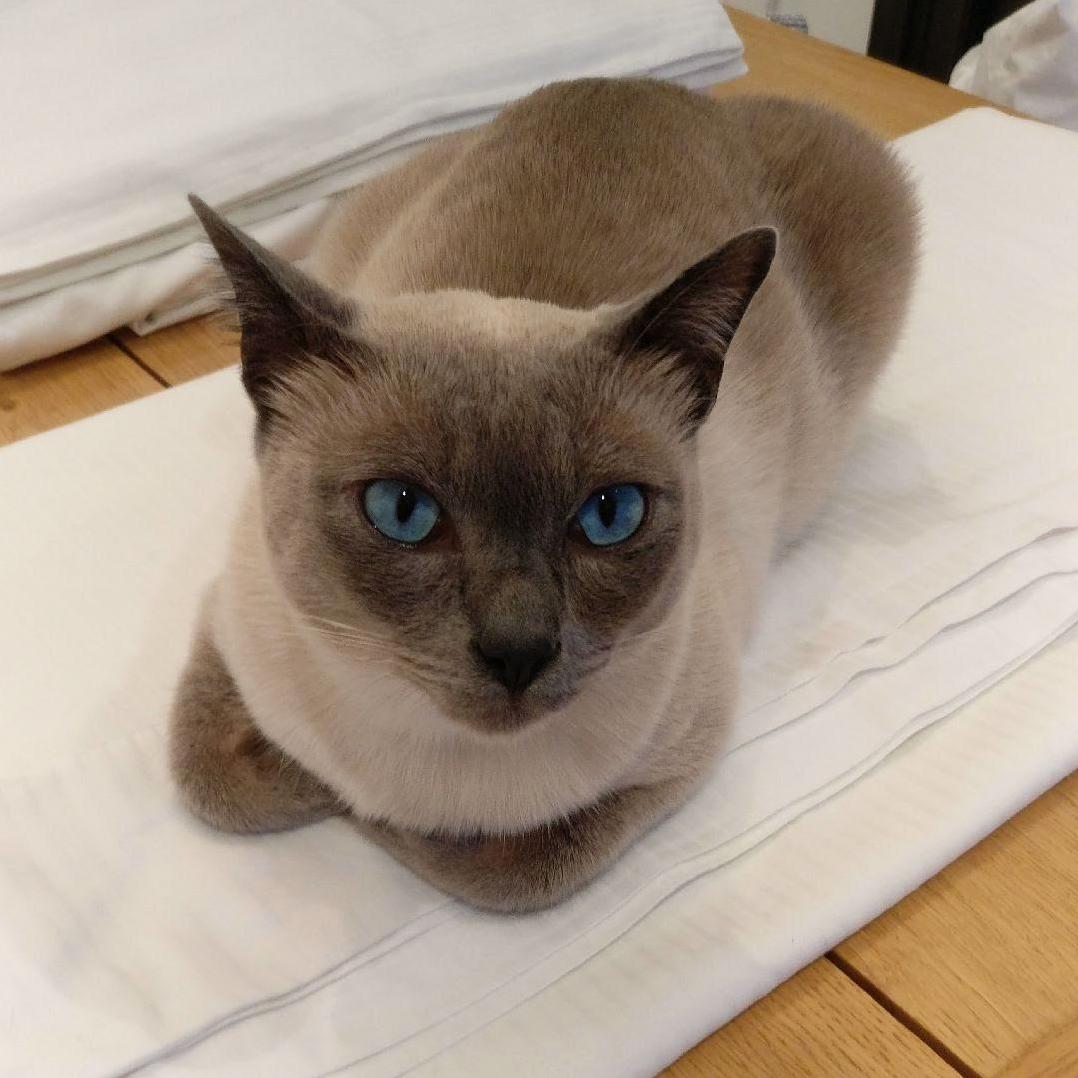 My Cat Is Missing