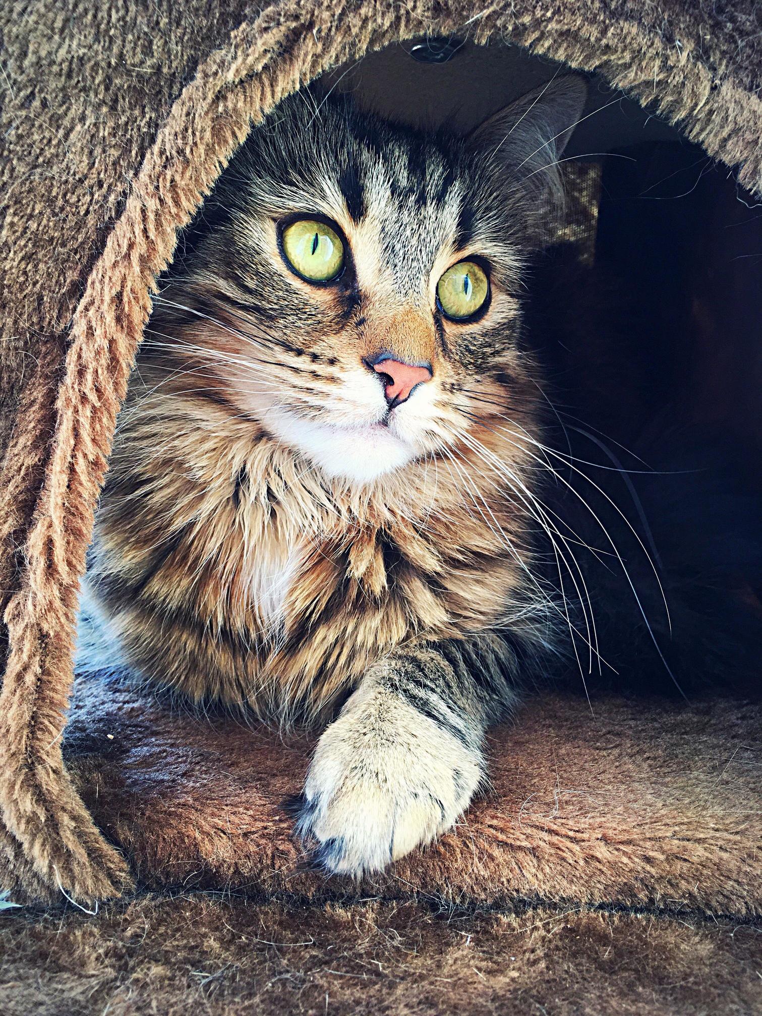 My Cat Is More Photogenic Than Me