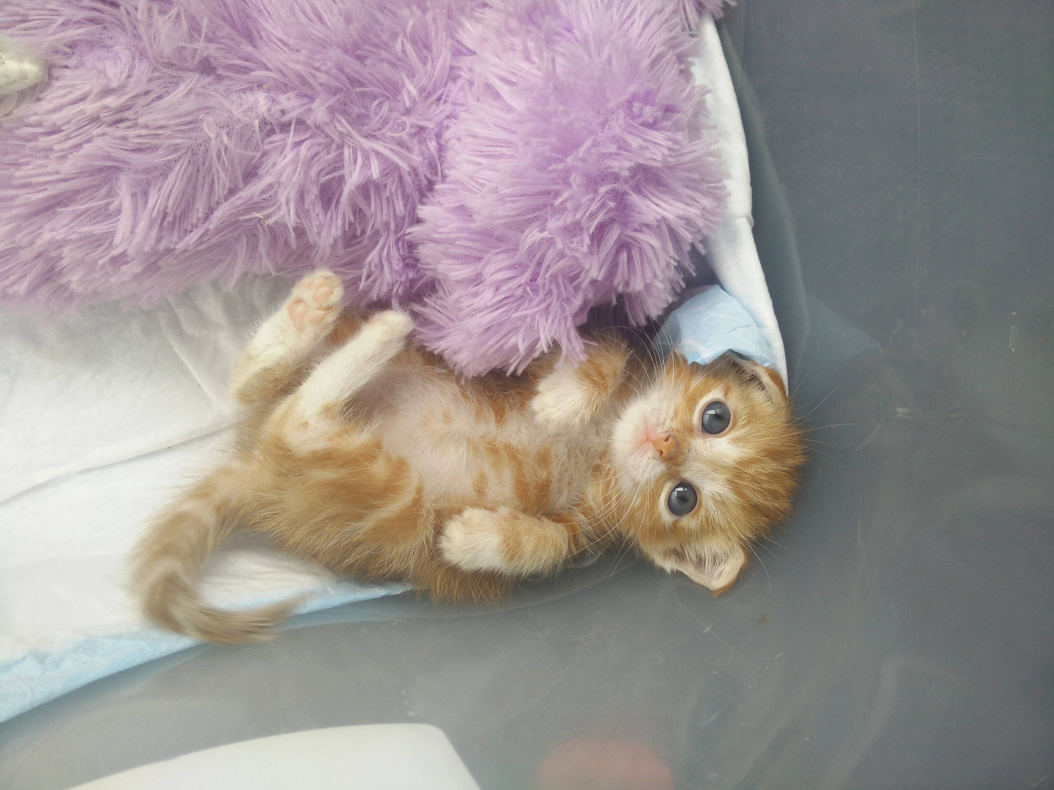 My Cat Is Photogenic