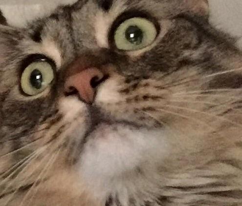 My Cat Is Spooked by the Wall