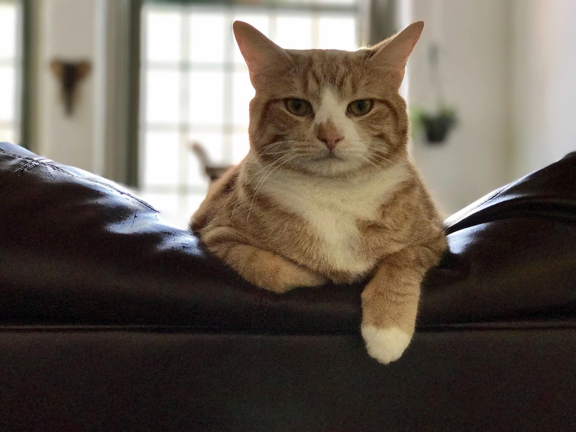 My Cat Lenny Thinks Hes a Model
