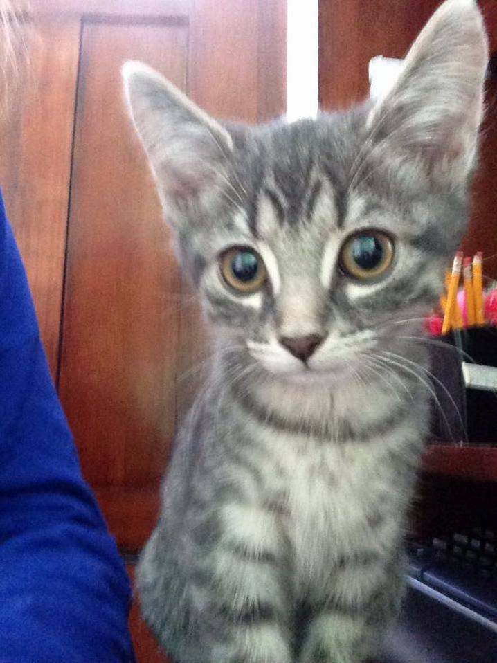 My Cat Mewtwo