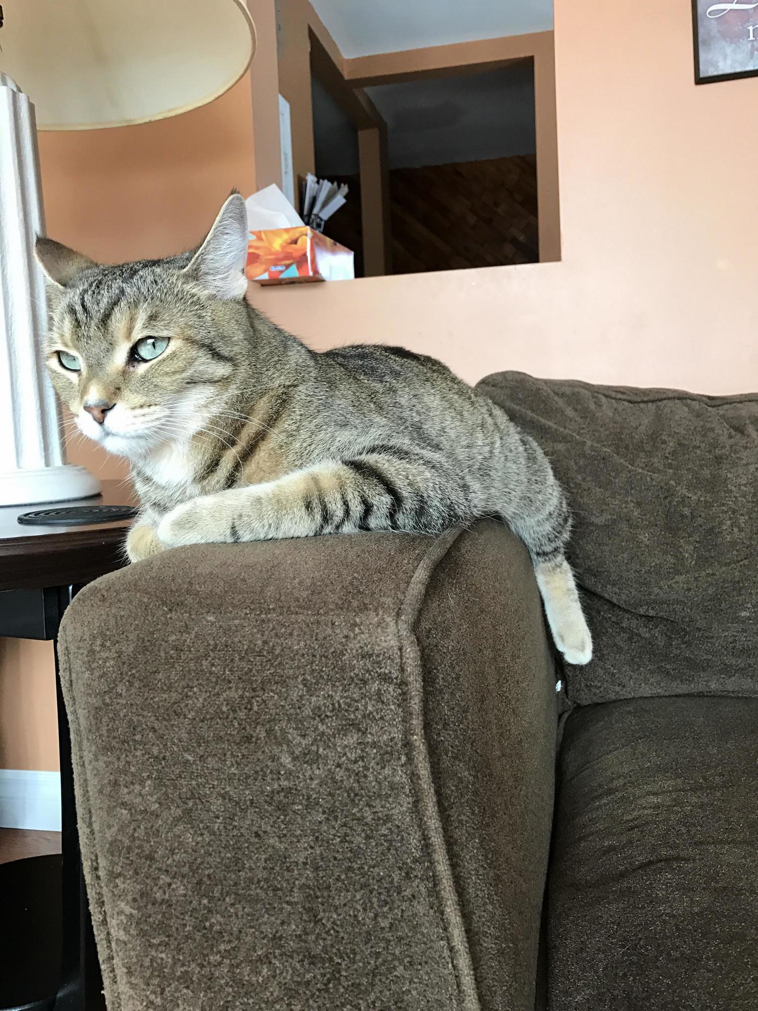 My Cat Sits on the Couch Armrest Like This