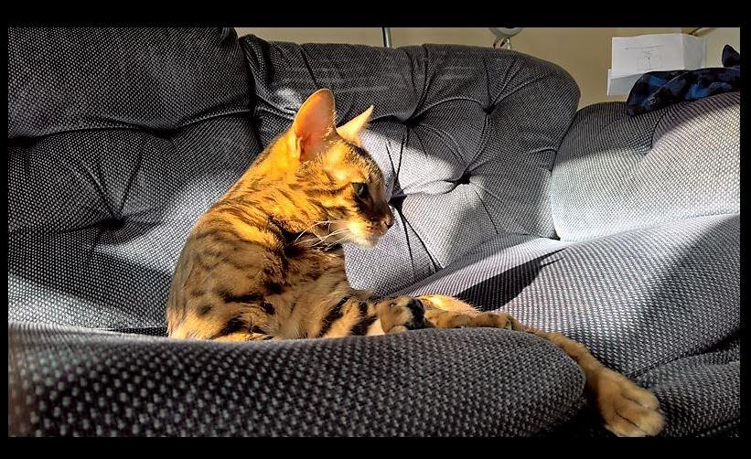 My Cat Sunbathing