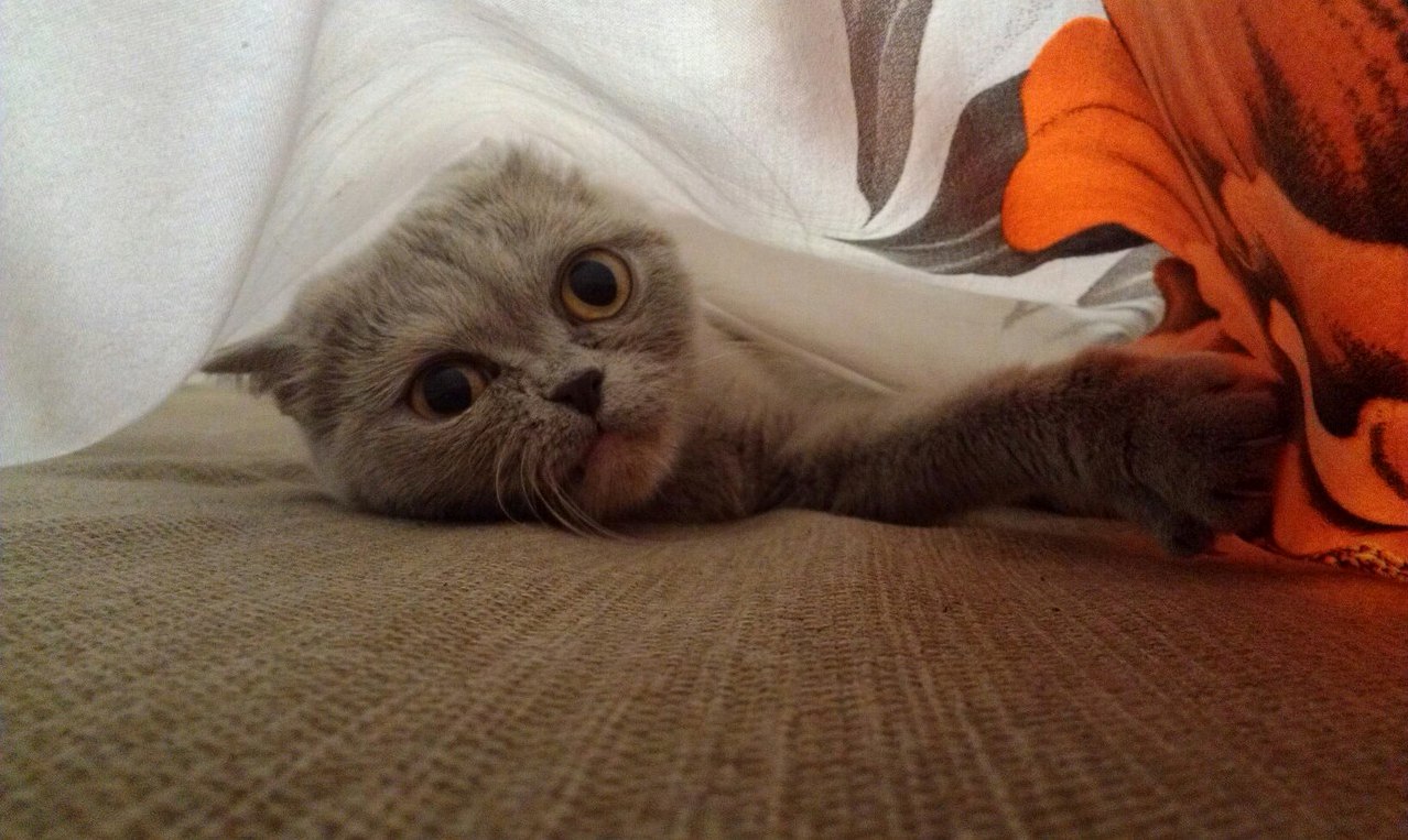 My Cat Under the Bed Sheets