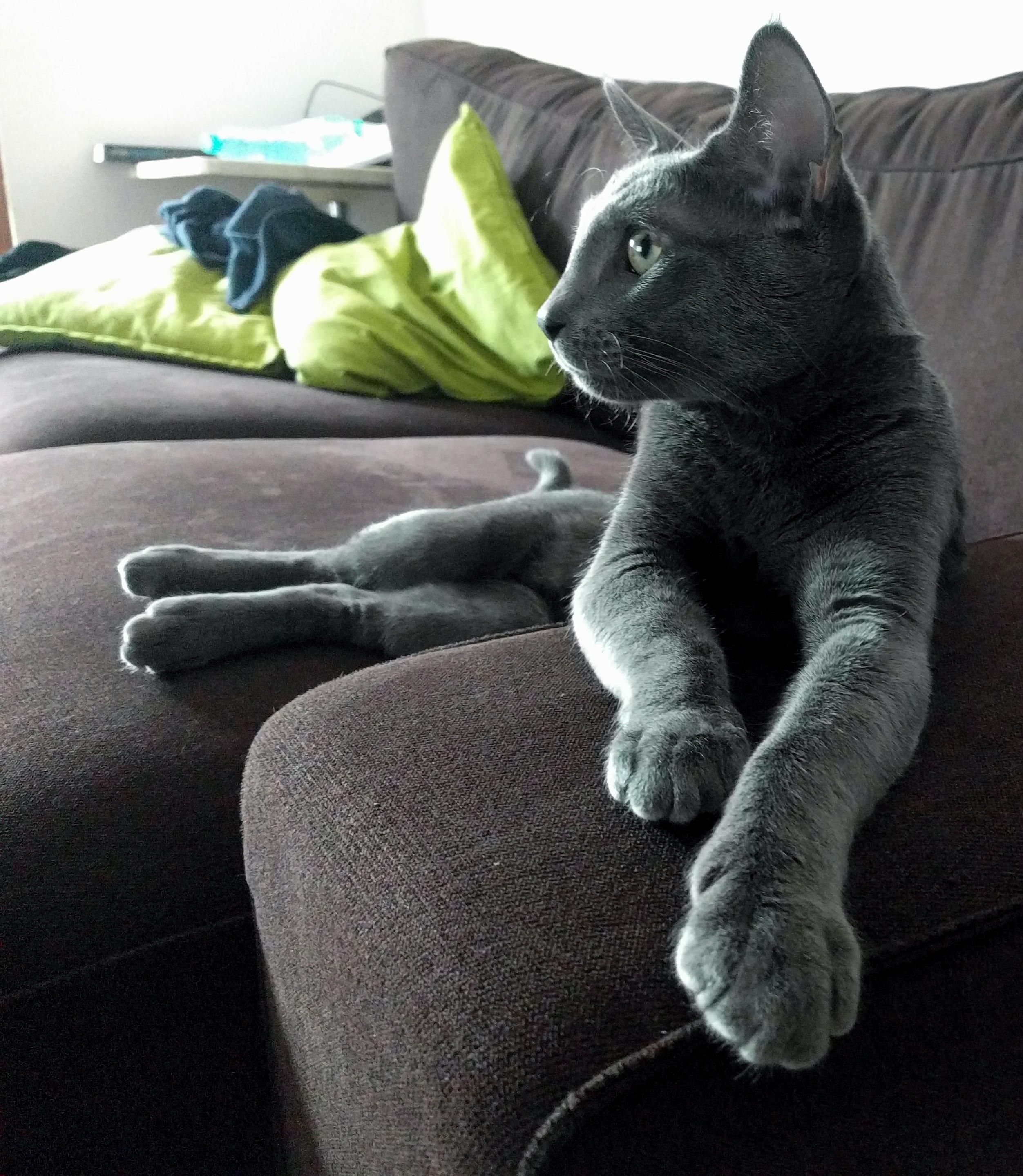 My Cat Watching Netflix Like a Human