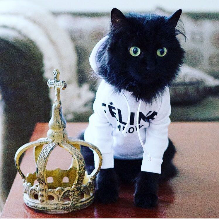 My Cat Wearing a Hoodie