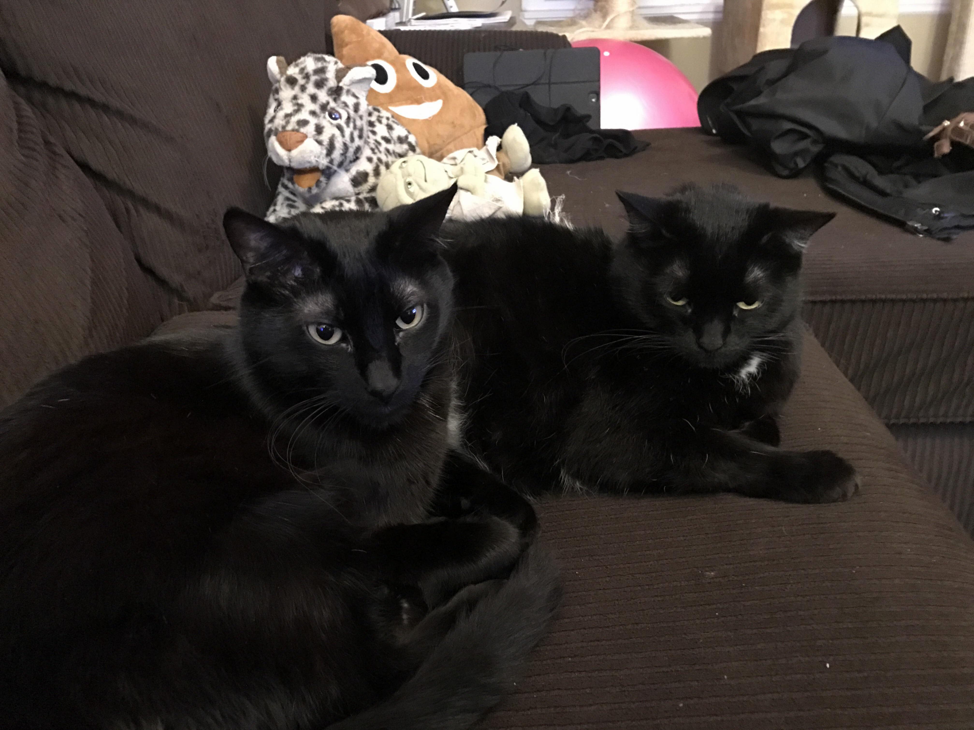 My Cats Sitting Nicely Together Before Kitty Wresting Time