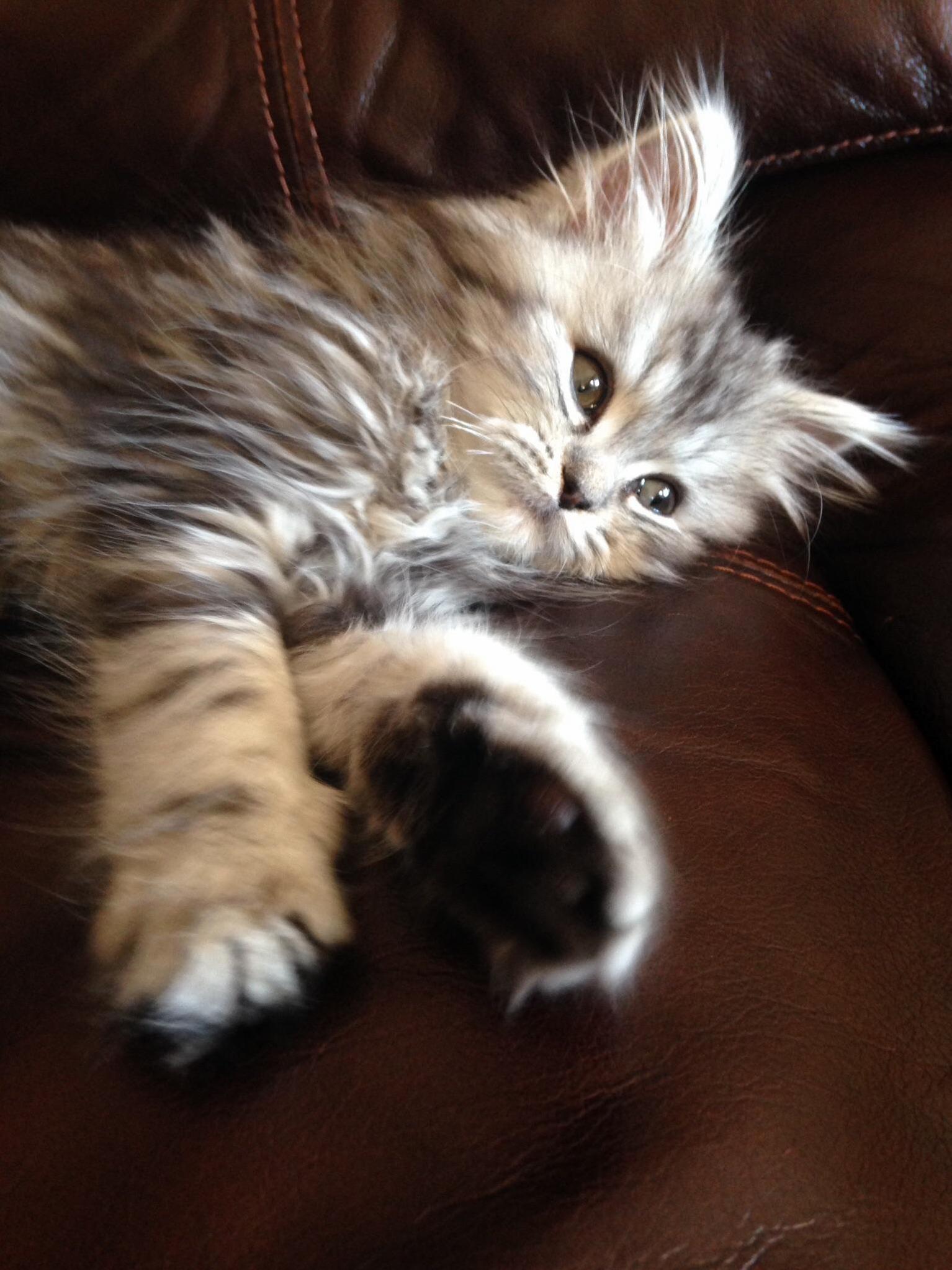My Chewy 2.5 Months Old.
